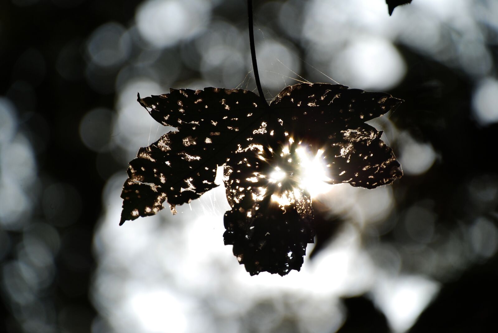 Nikon D80 sample photo. Autumn, leaves, leaf photography