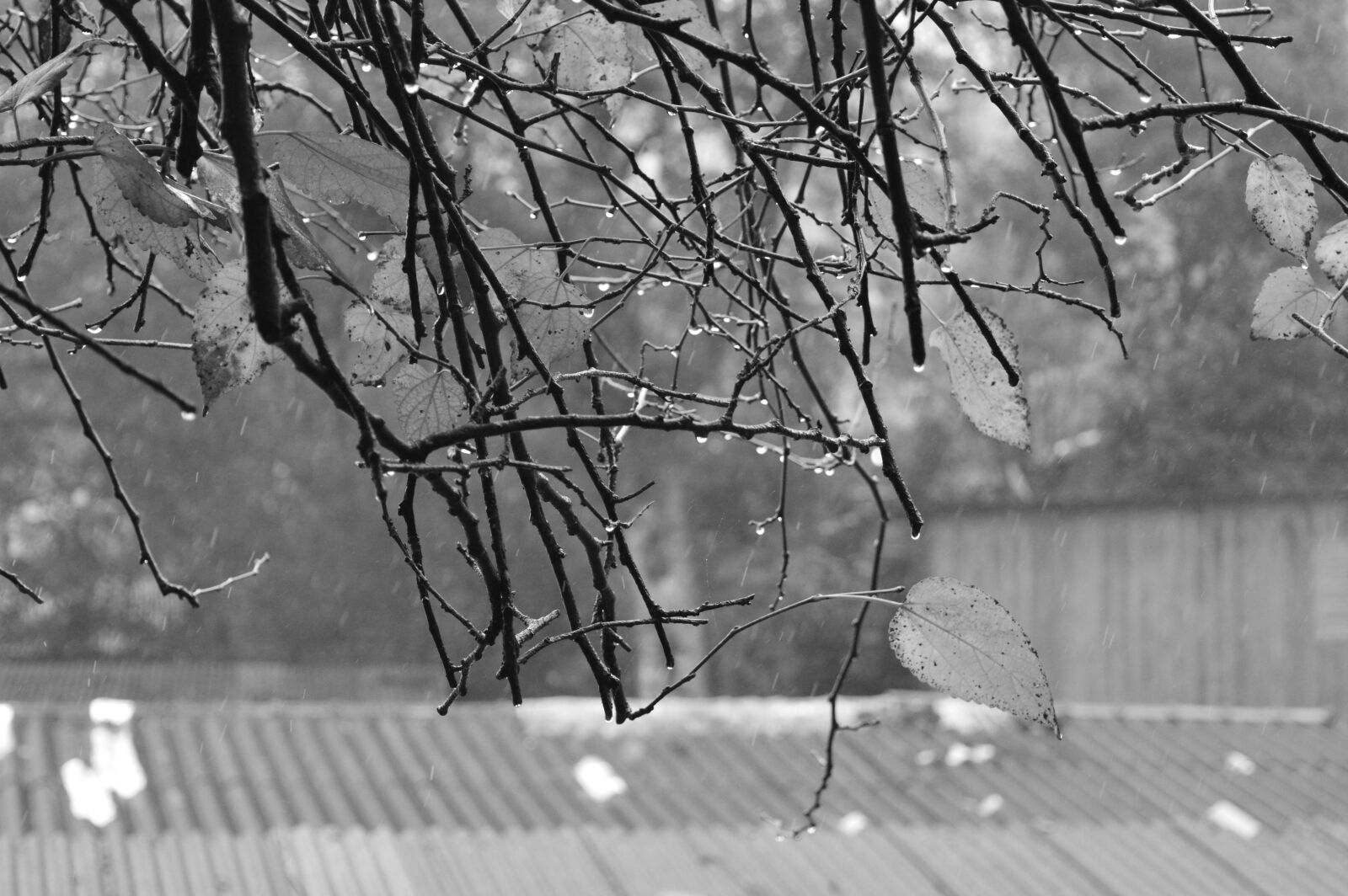 Nikon D3200 sample photo. Twigs, raindrops, rainy day photography