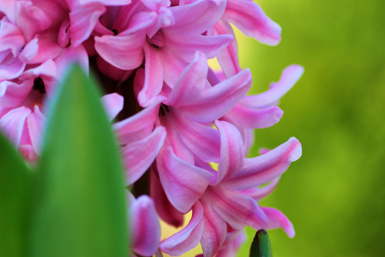 Tamron SP 90mm F2.8 Di VC USD 1:1 Macro sample photo. Hyacinth, flower, pink photography