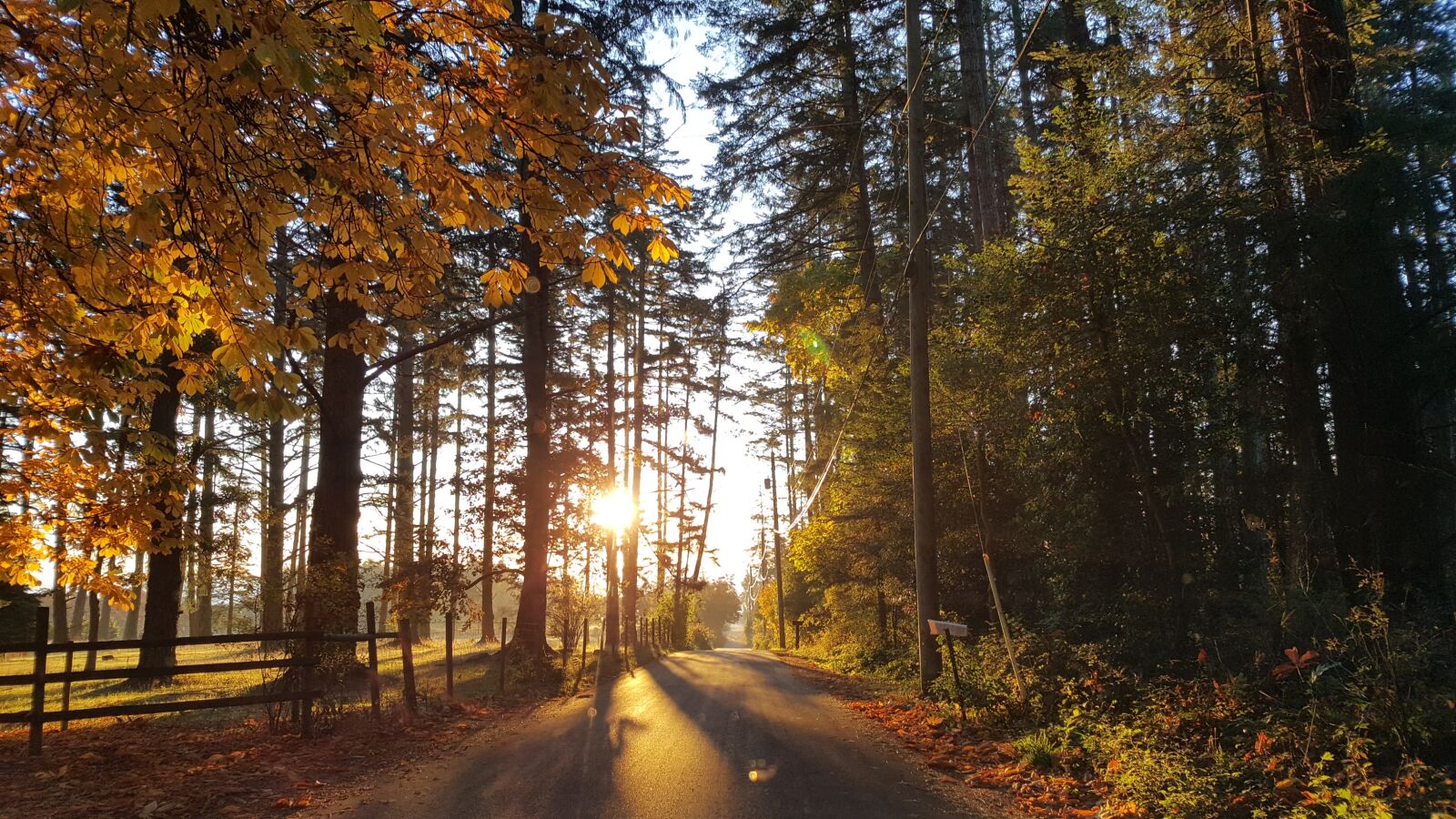 Samsung Galaxy S6 sample photo. Path, forest, nature photography