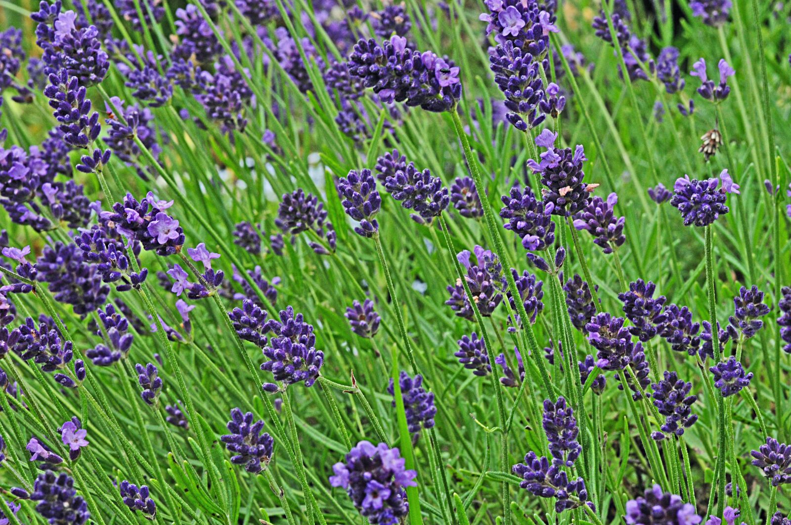 Nikon D300S sample photo. Lavender, garden, blossom photography