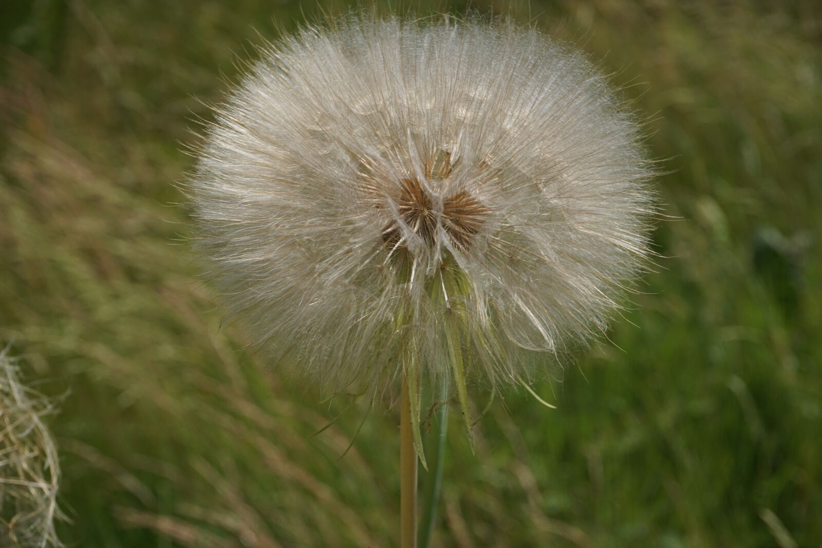 Sony a6000 sample photo. Dandelion, flower, wild flowers photography