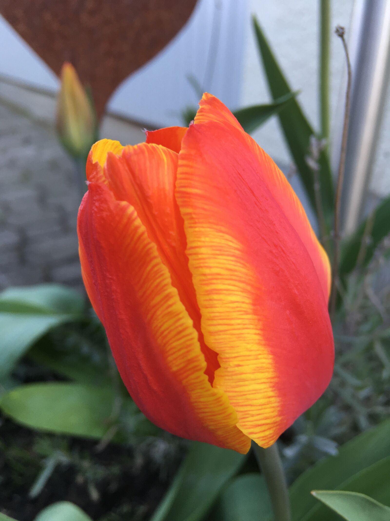 iPhone SE back camera 4.15mm f/2.2 sample photo. Tulip, plant, orange photography