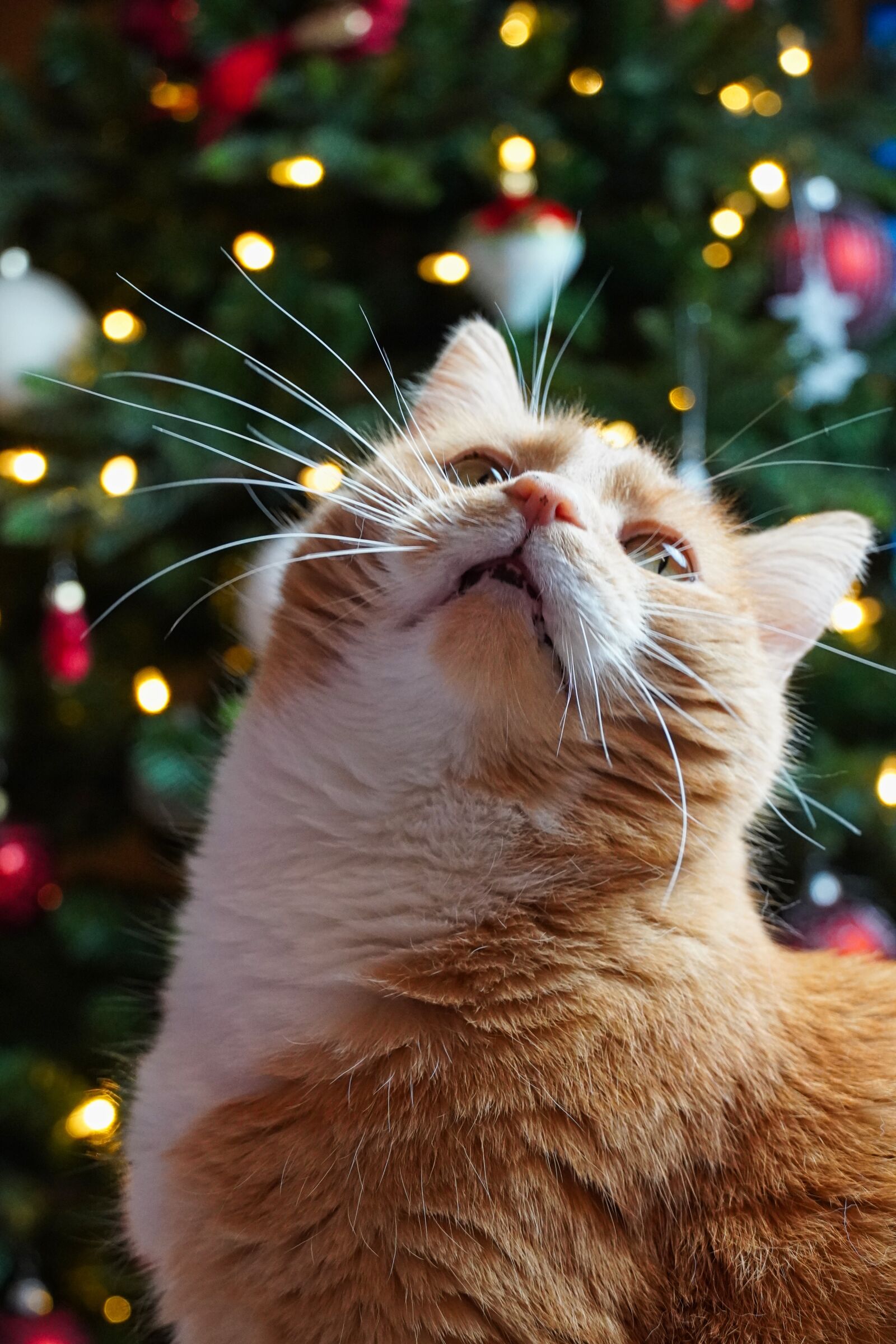 Sony E 18-135mm F3.5-5.6 OSS sample photo. Cat, cat love, pet photography