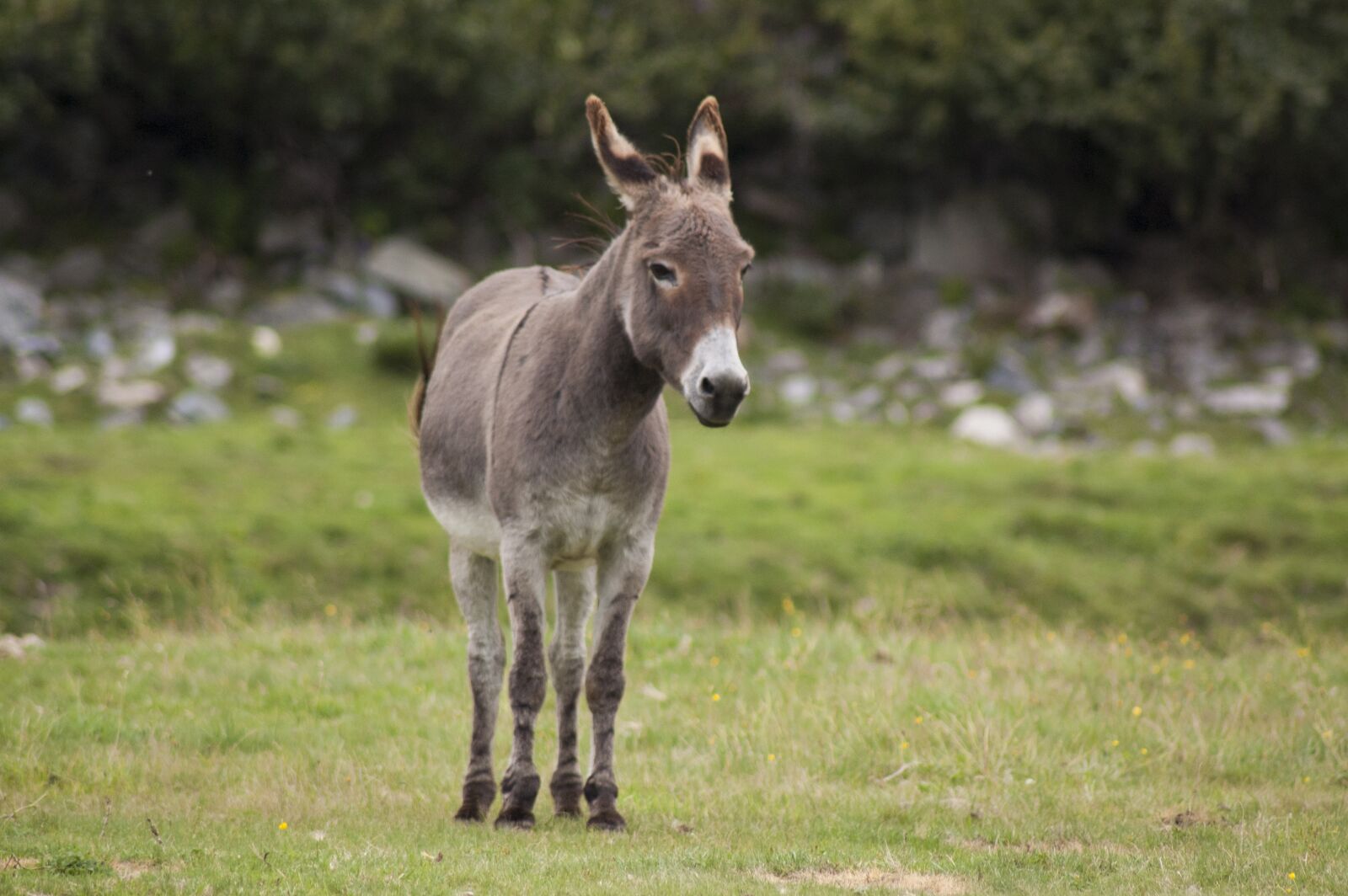 Nikon D40 sample photo. Donkey, animals, nature photography