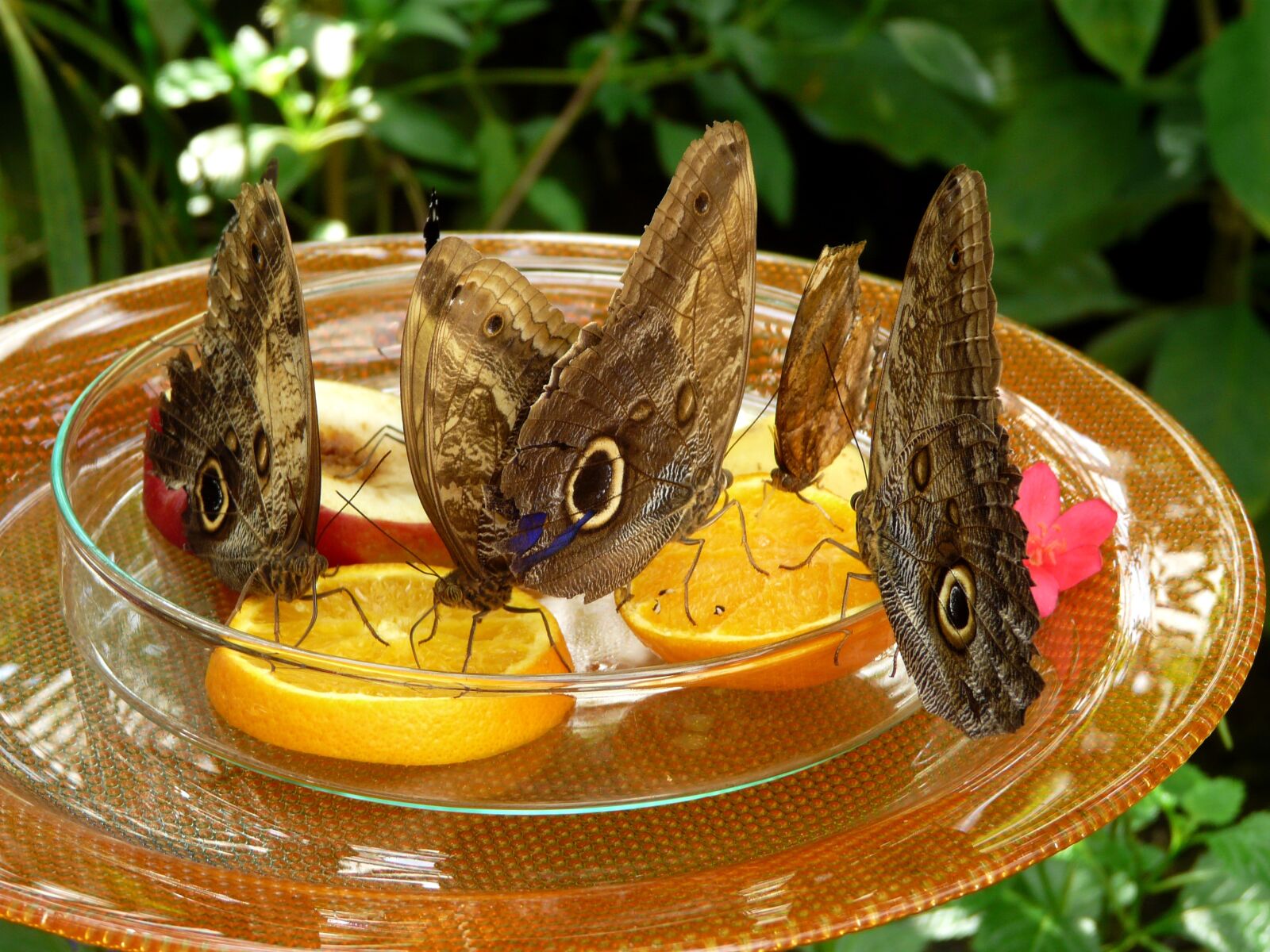 Panasonic DMC-FZ18 sample photo. Butterflies, mainau, orange photography