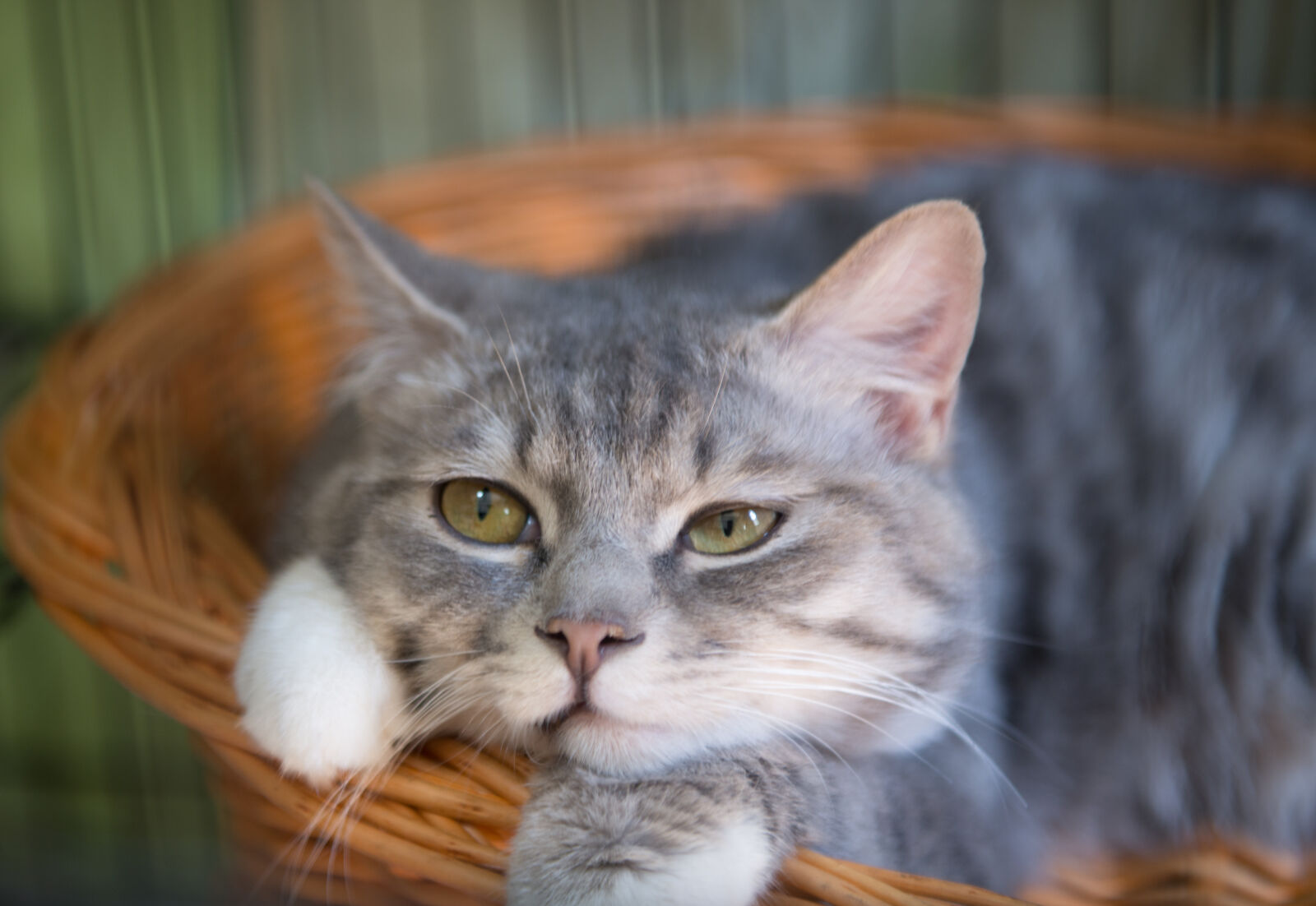 Nikon AF-S Nikkor 24-70mm F2.8G ED sample photo. Cat photography