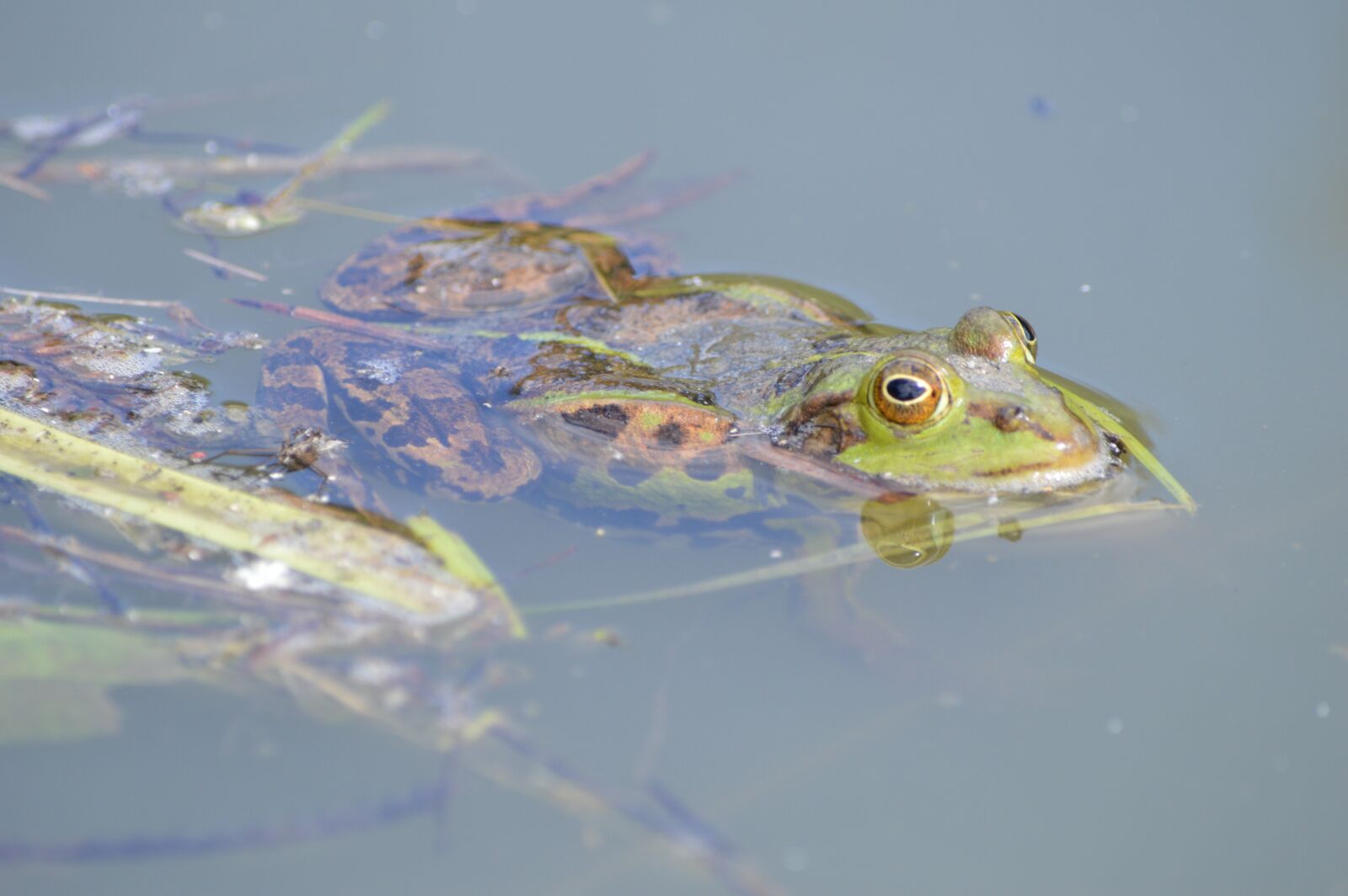 Nikon D3200 sample photo. Frog, pond, animal photography