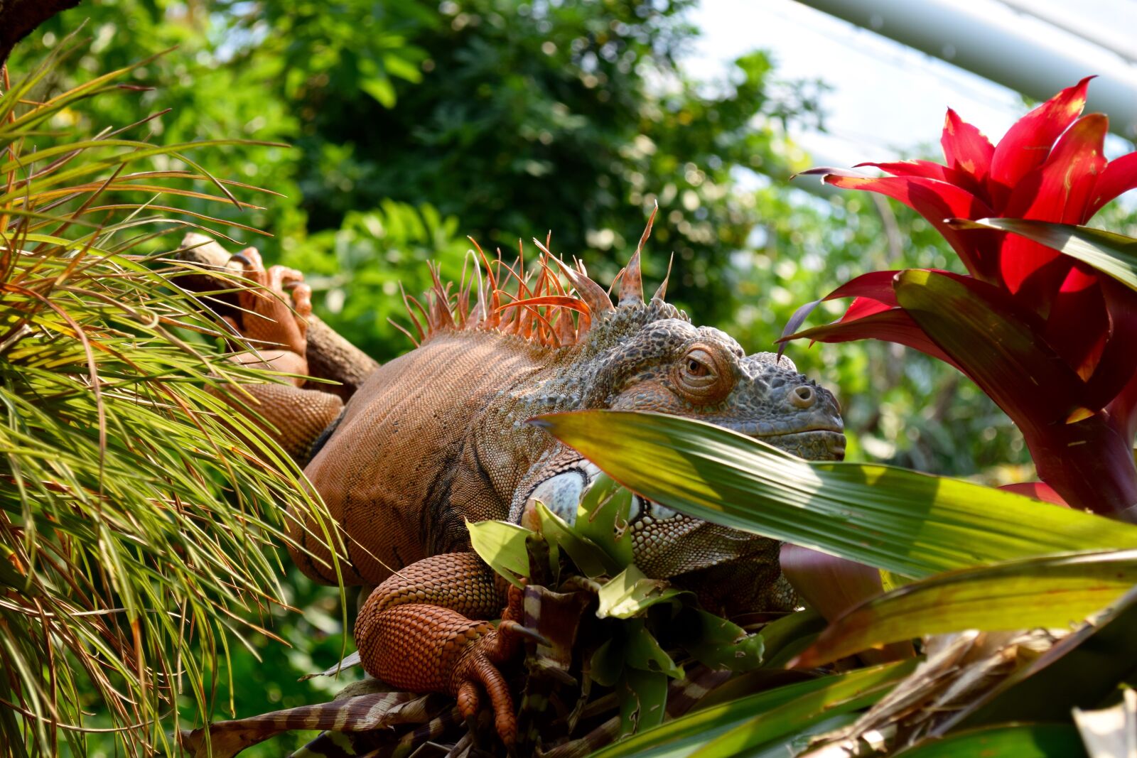 Nikon D5300 sample photo. Zoo, animal, lizard photography