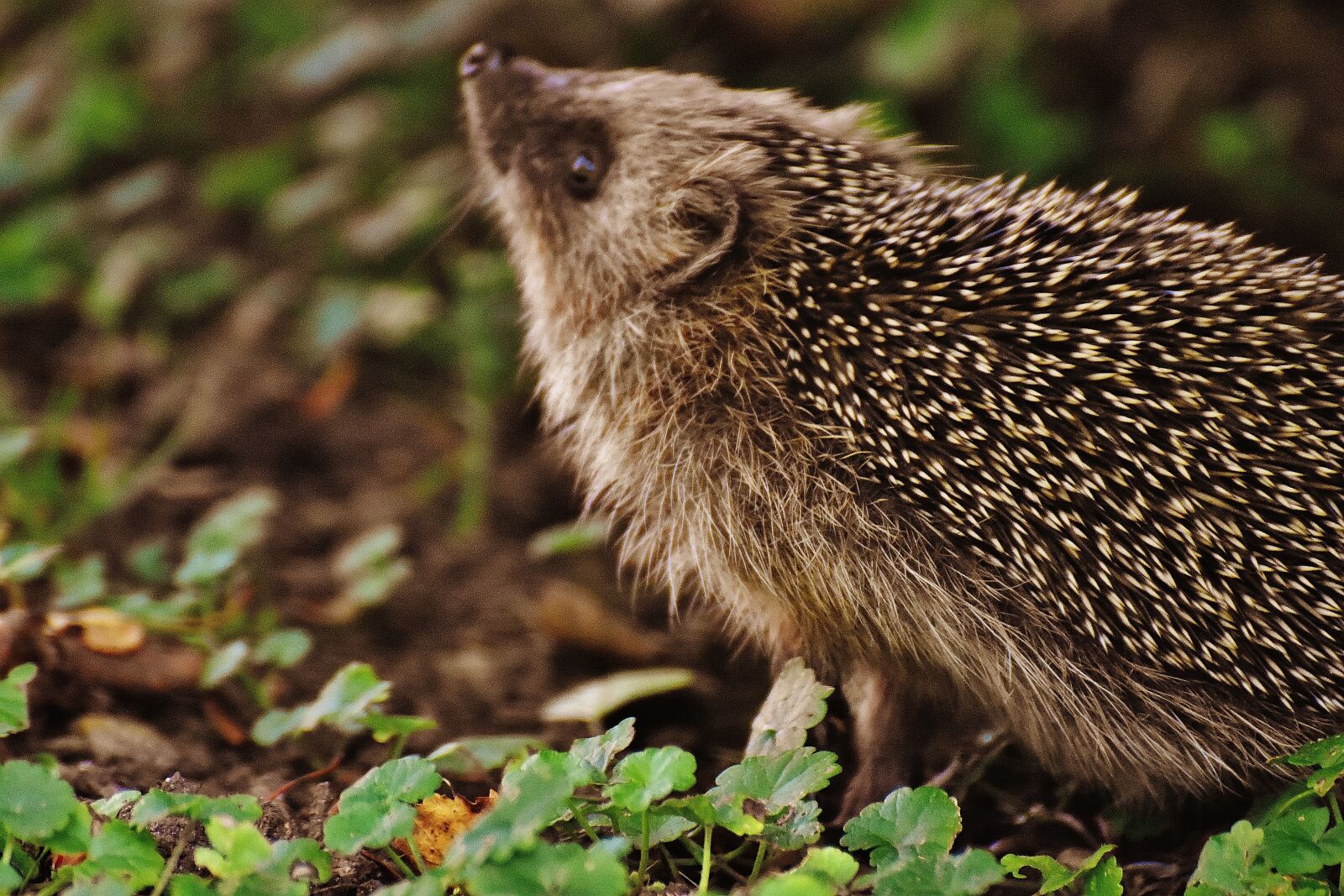 Nikon D7200 sample photo. Hedgehog child, young hedgehog photography