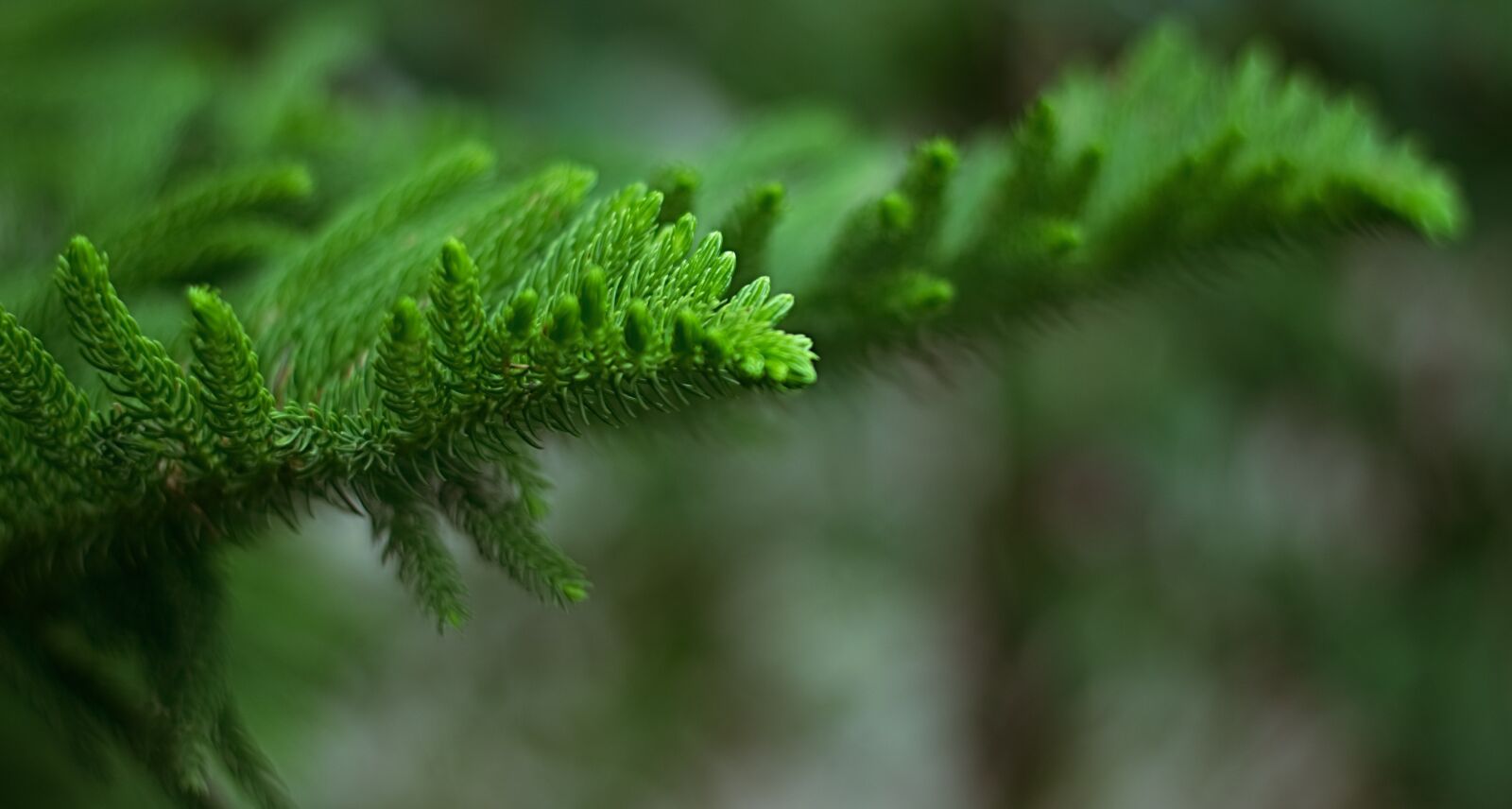 Nikon D5200 sample photo. Leaves, bokeh, nature photography
