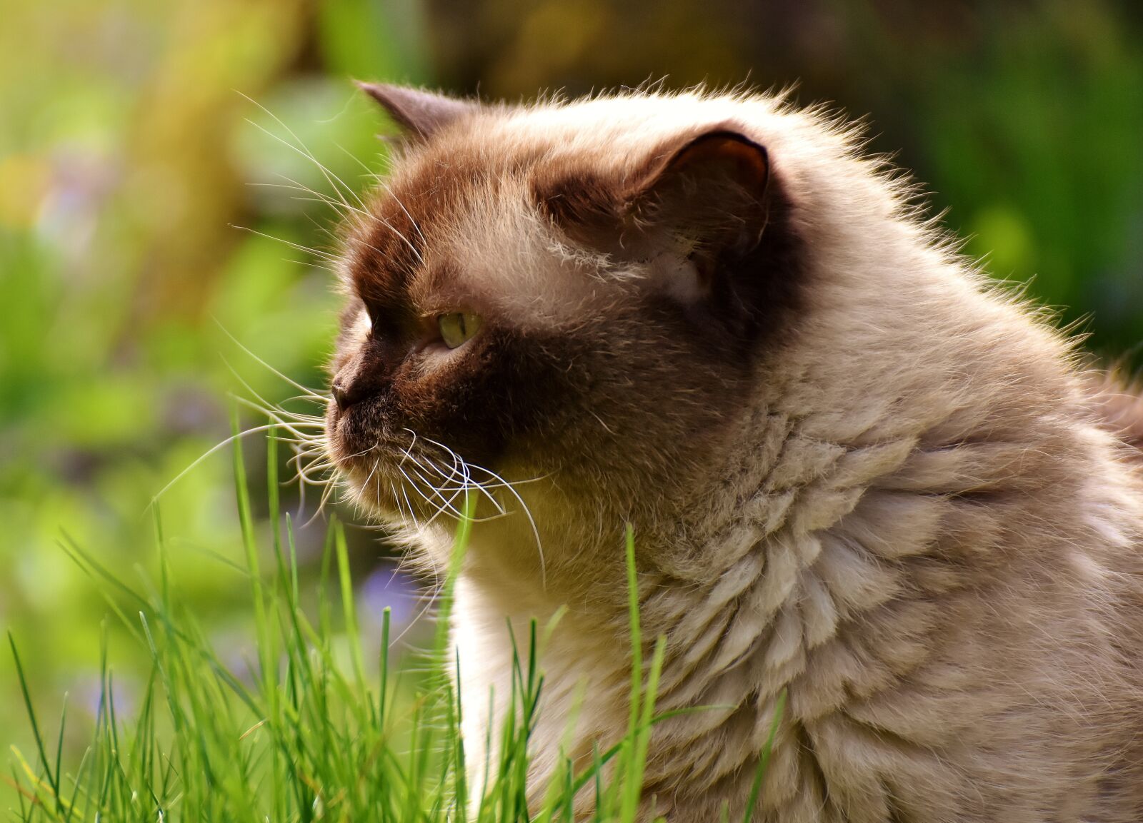Nikon D7200 sample photo. British shorthair, rest, relaxed photography
