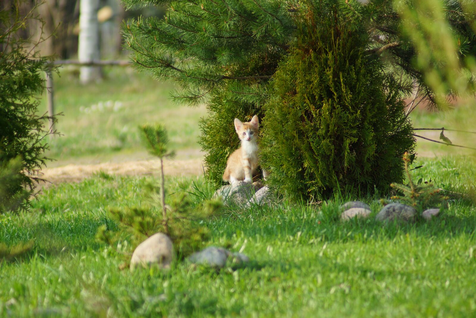 Sony SLT-A77 sample photo. Cat, kitten, small photography