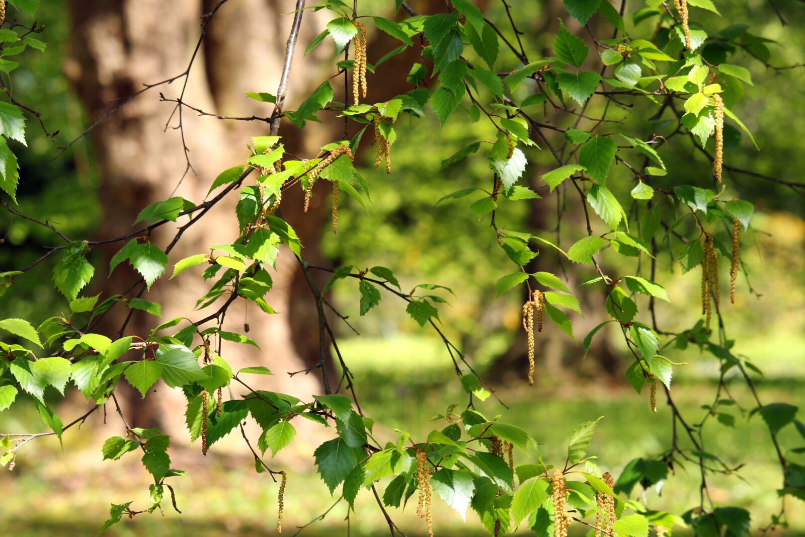 Canon EF-S 55-250mm F4-5.6 IS STM sample photo. Birch, spring, nature photography