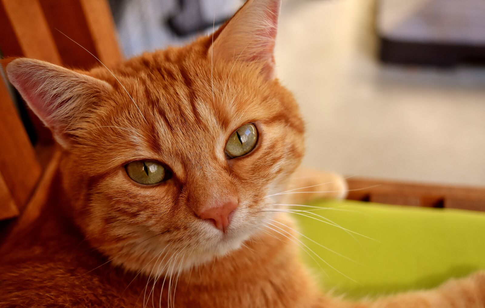 Nikon D7200 sample photo. Cat, mackerel, photograph photography
