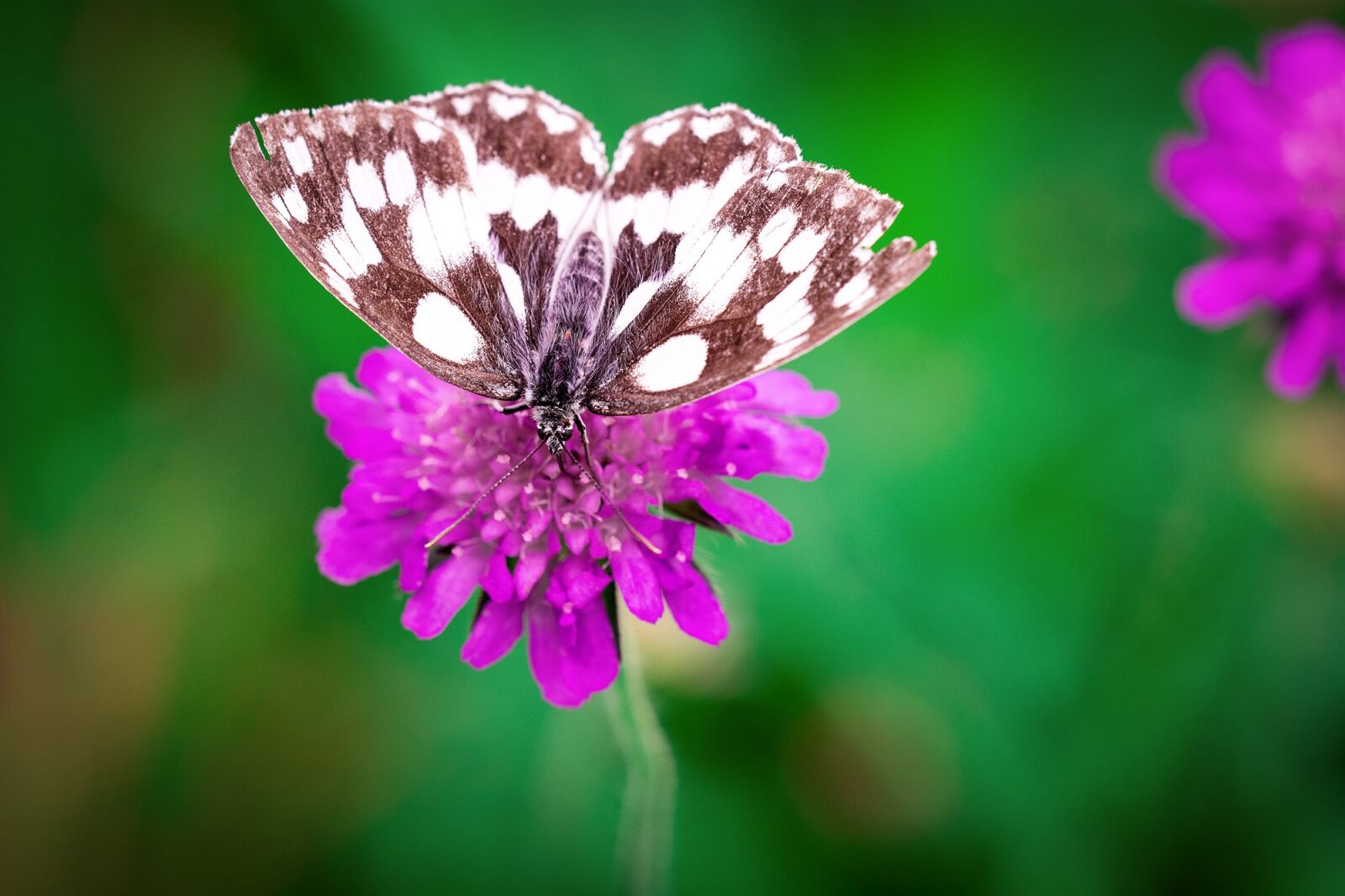 Nikon D7100 sample photo. Butterfly, flower, purple photography