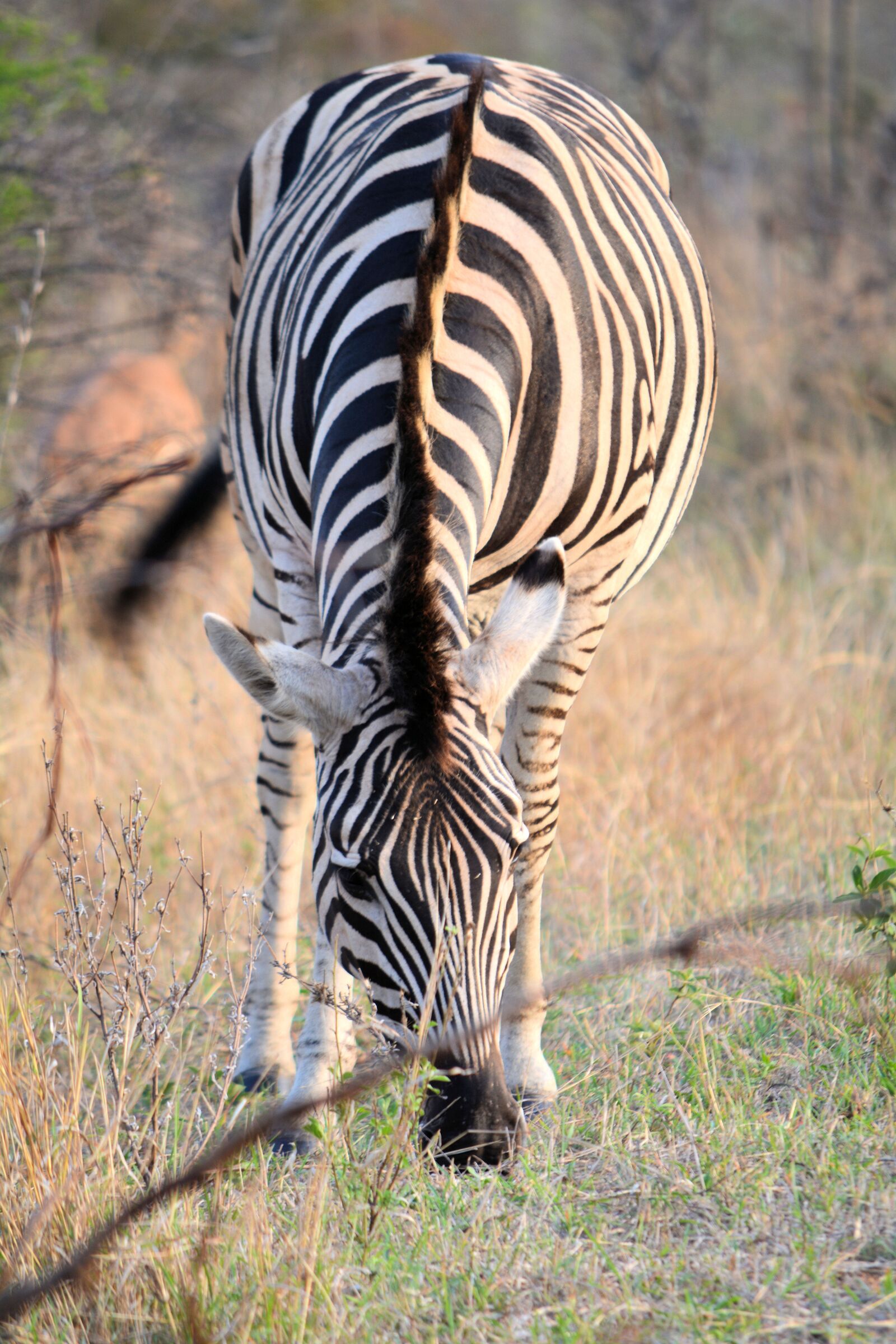 Nikon D5200 sample photo. Zebra, kruger park south photography