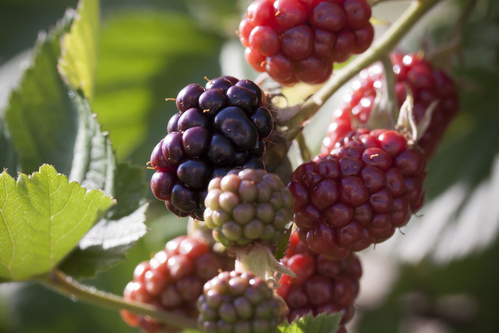 Canon EOS 50D + Canon EF-S 60mm F2.8 Macro USM sample photo. Blackberry, ripe, immature photography