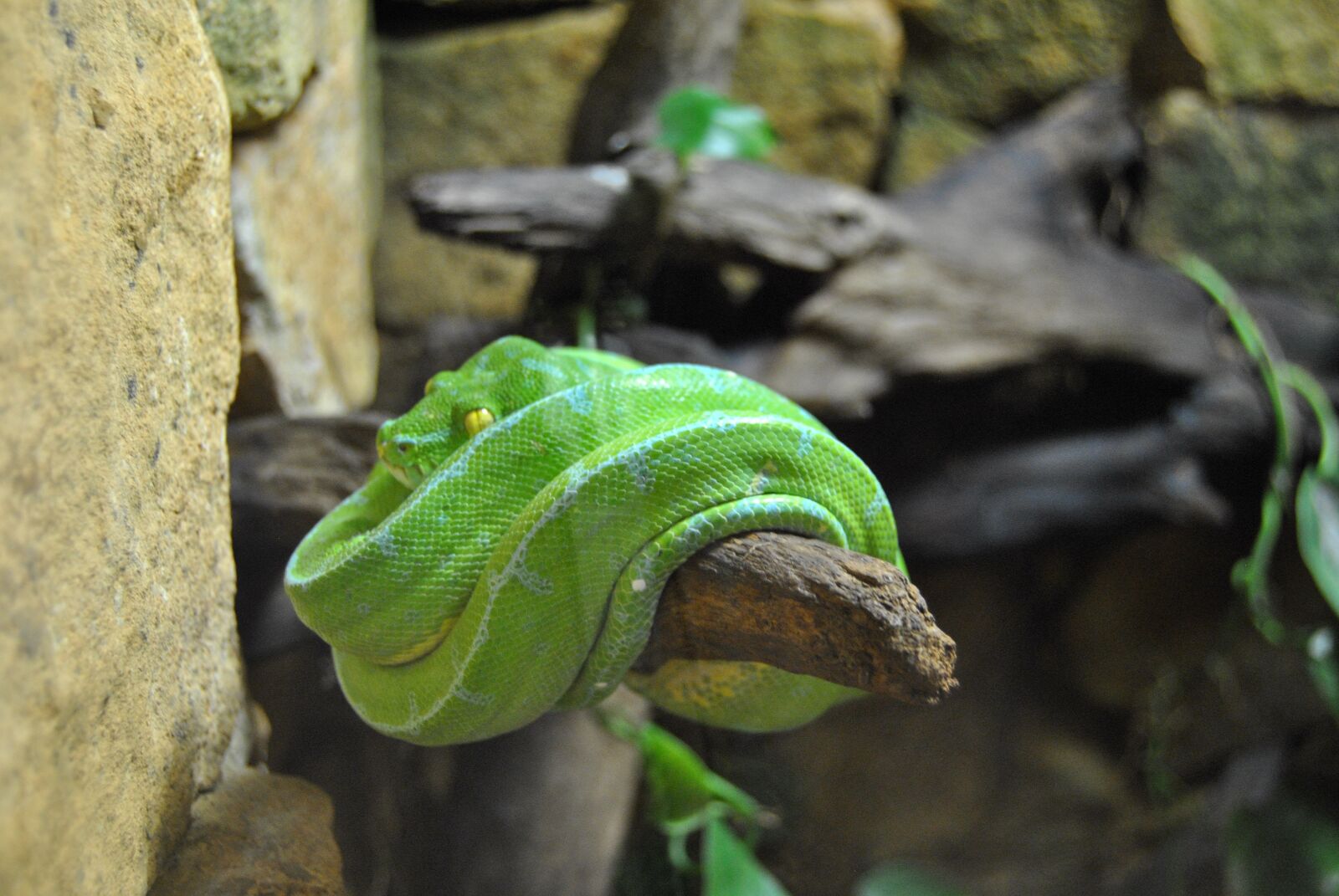 Nikon D3000 sample photo. Snake, alligator bay, reptile photography
