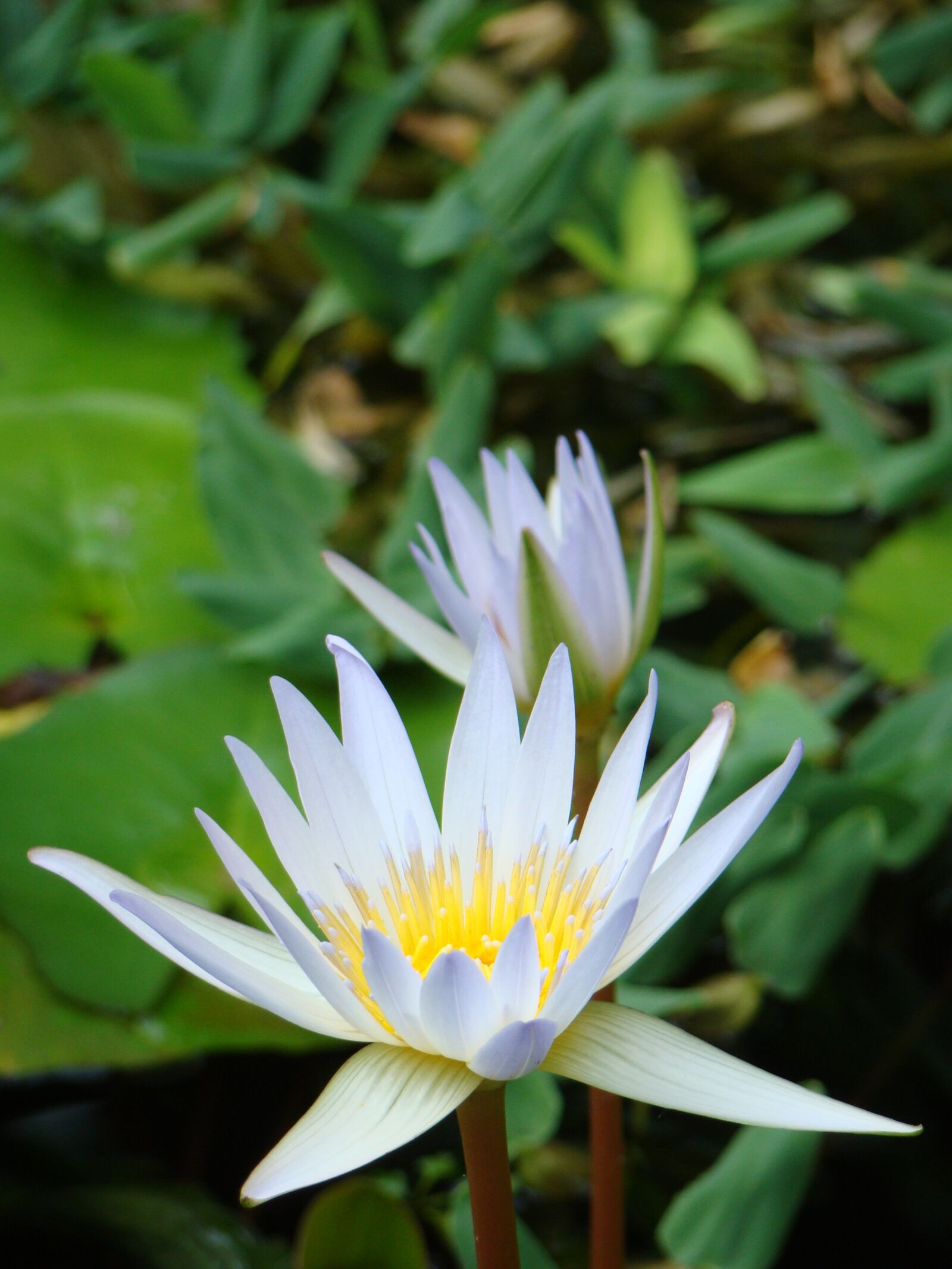 Sony Cyber-shot DSC-H50 sample photo. Flower, white flower, plant photography