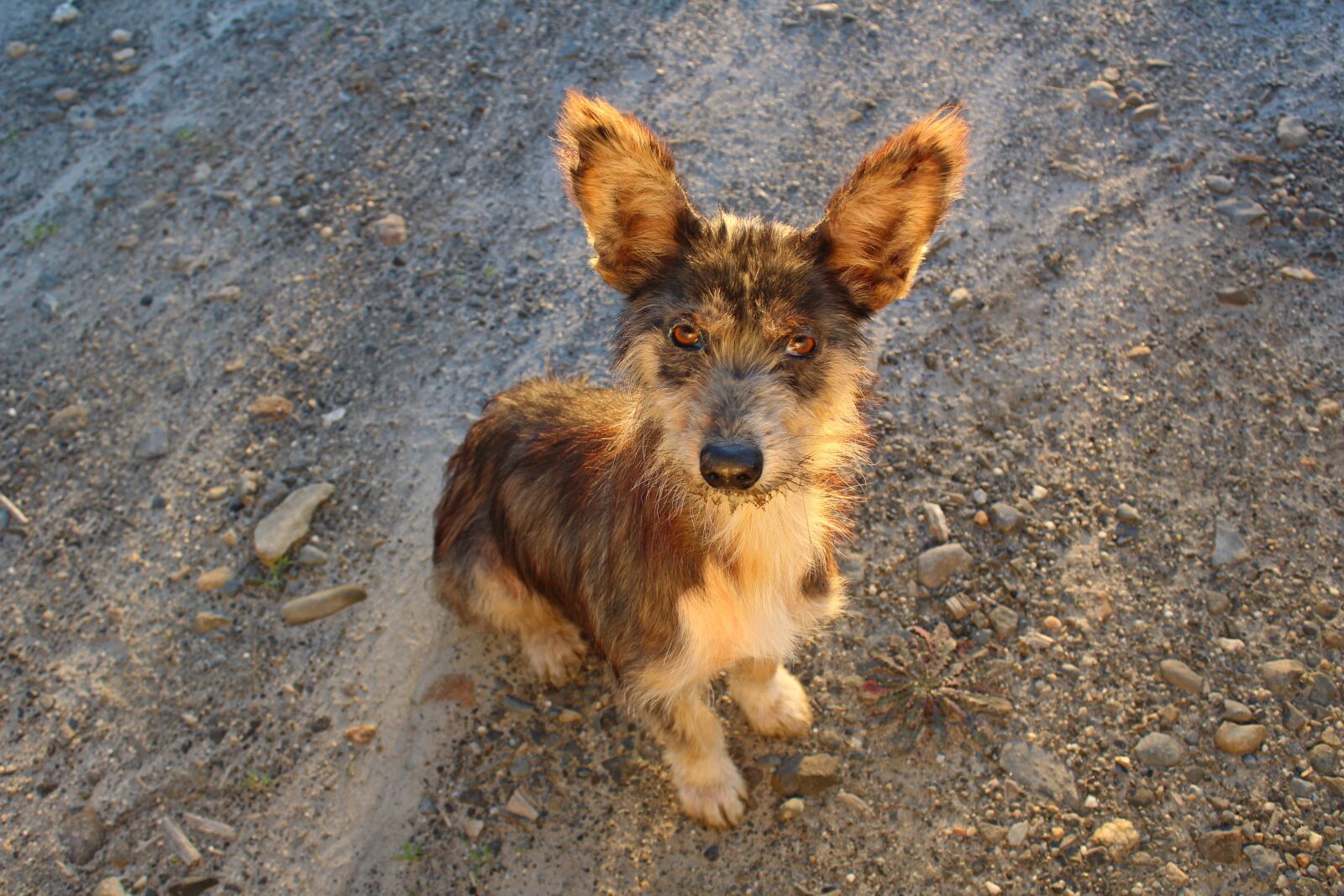 Canon EOS 1200D (EOS Rebel T5 / EOS Kiss X70 / EOS Hi) sample photo. Adopt, adoption, alone, animal photography