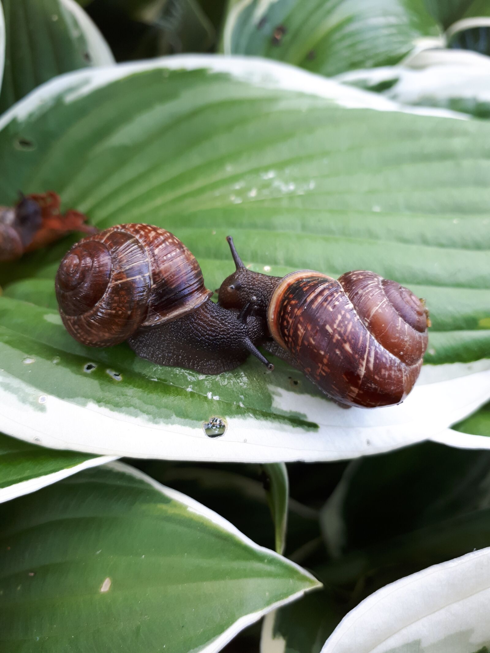 Samsung Galaxy A5(2017) sample photo. Snail, macro, nature photography