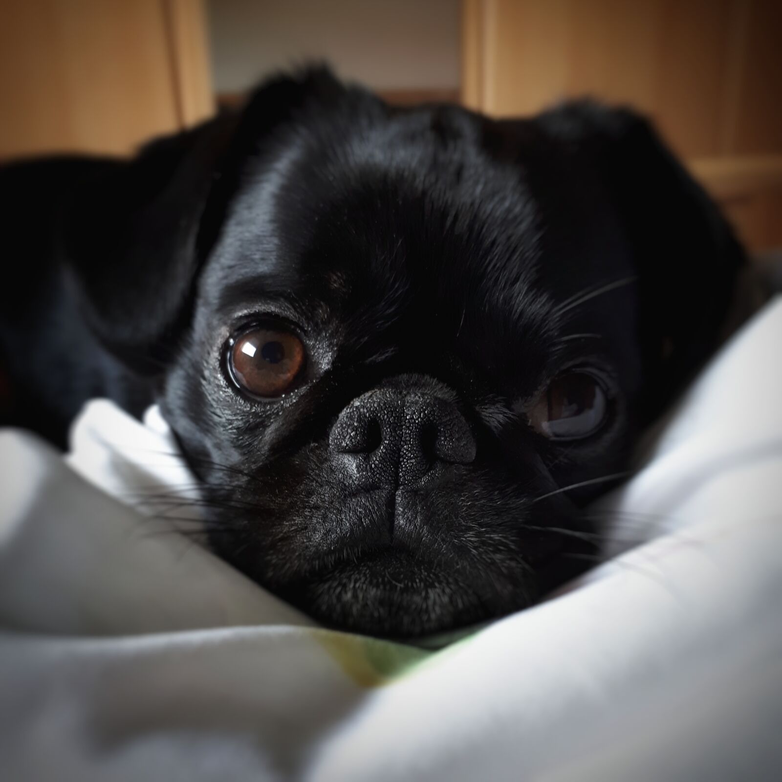 Samsung Galaxy A5(2017) sample photo. Pug, dog, good photography