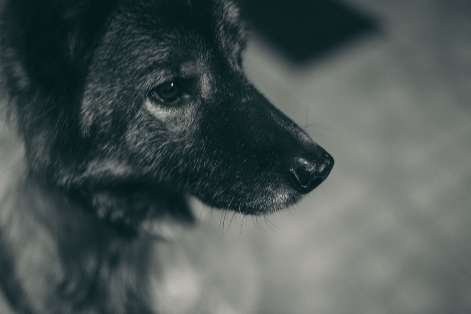 Canon EOS 5D Mark II sample photo. Animal, black, and, white photography