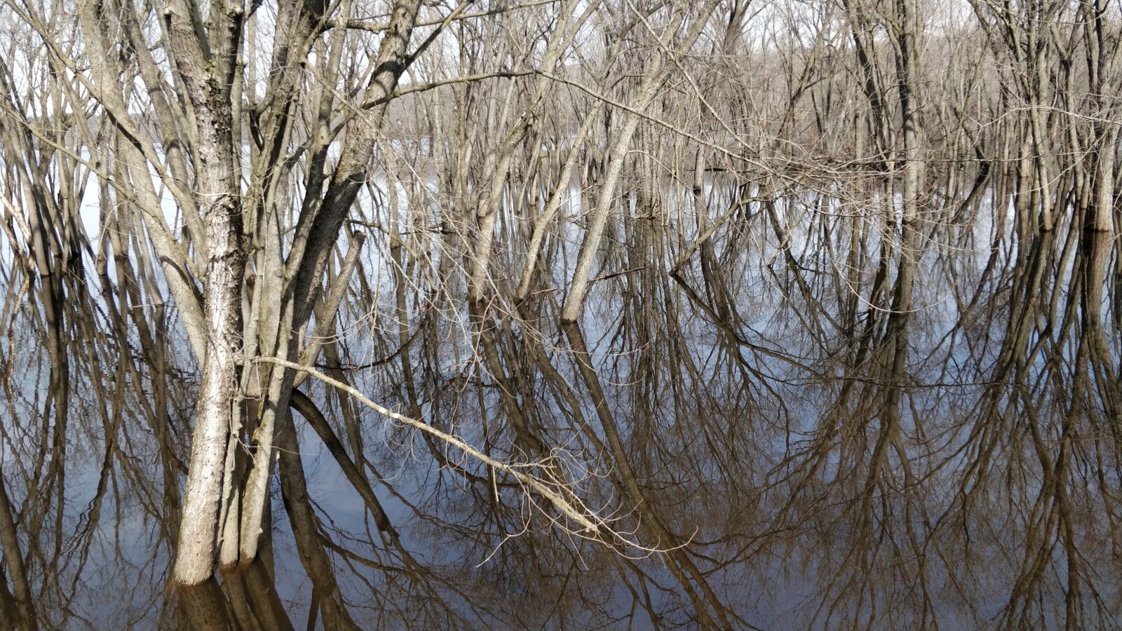 OnePlus 5 sample photo. Trees, water, reflection photography