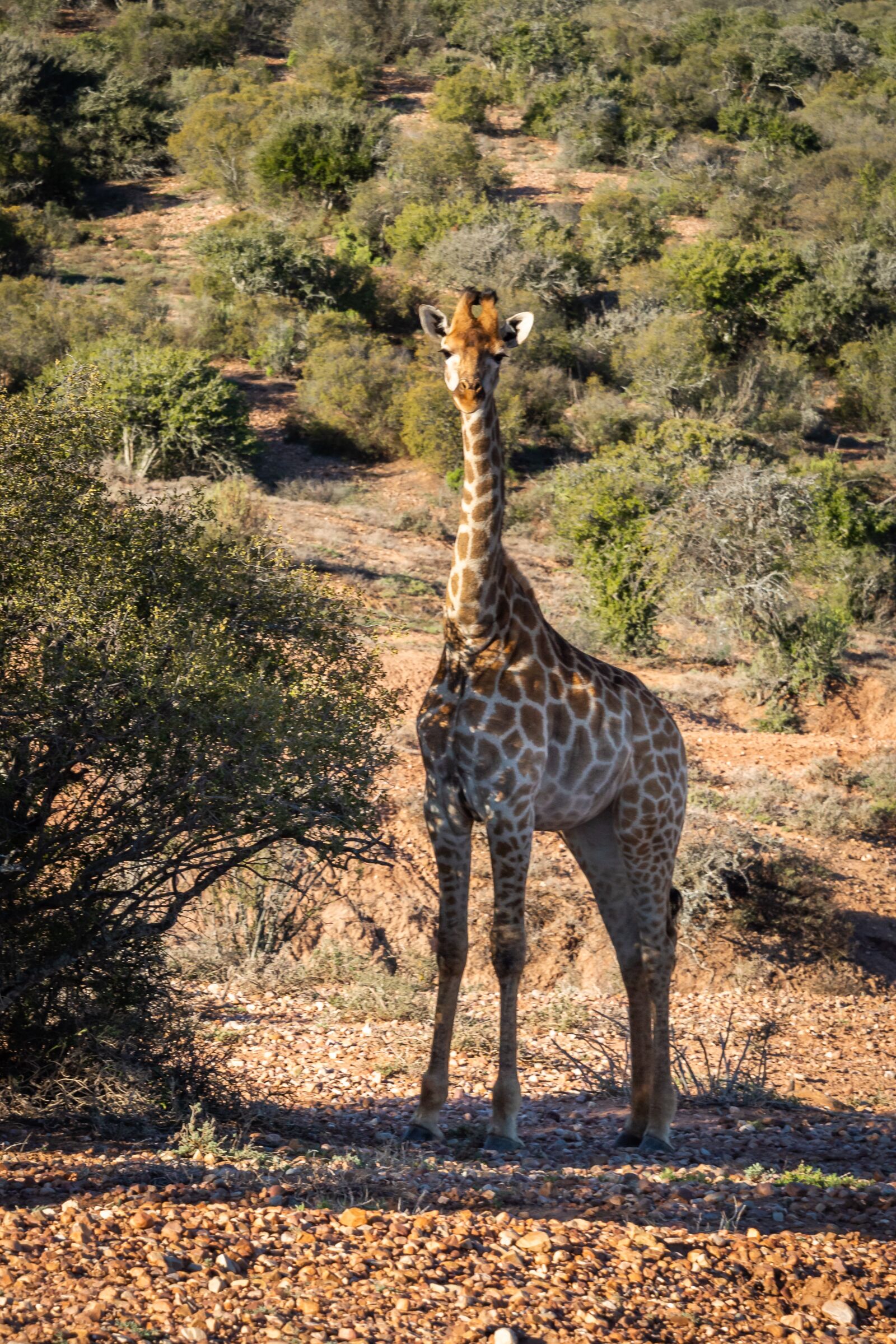 Nikon D3200 sample photo. Africa, safari, giraffe photography