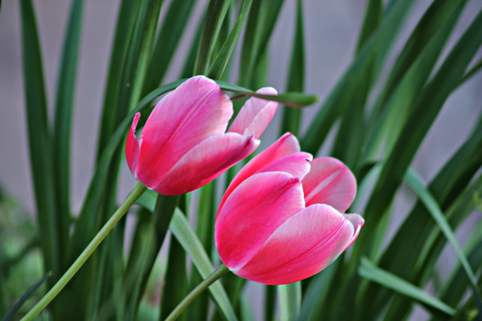 Canon EOS 1100D (EOS Rebel T3 / EOS Kiss X50) sample photo. Flowers, colorful, beauty photography