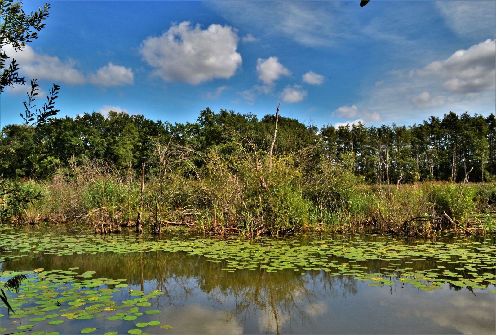 Nikon D3100 sample photo. Swamp, nature, this photography