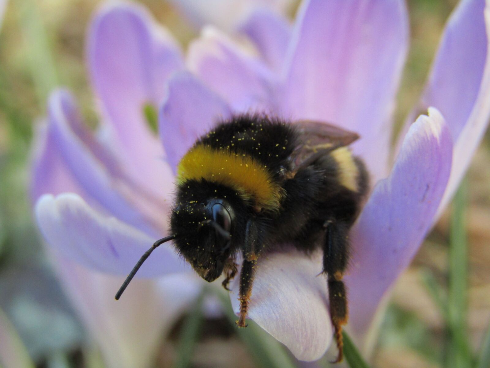 Canon PowerShot SX410 IS sample photo. Bourdon, hymenoptera, purple flower photography