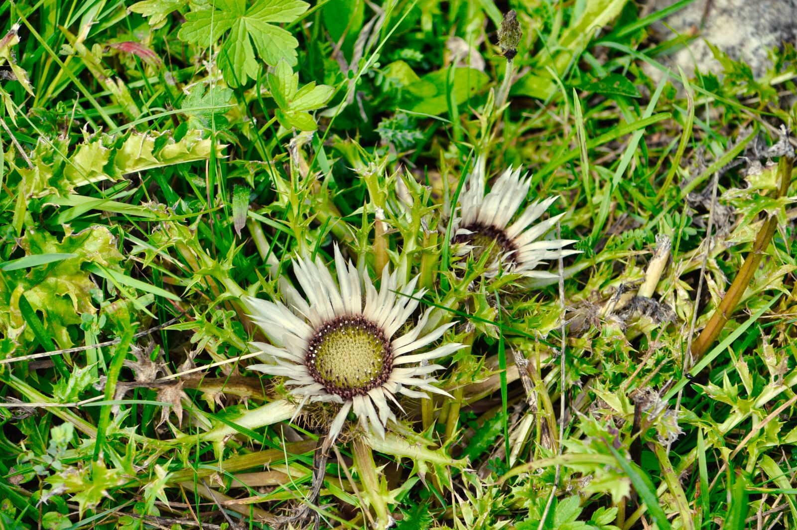 Nikon D3200 sample photo. Thistle, flower, thorny photography