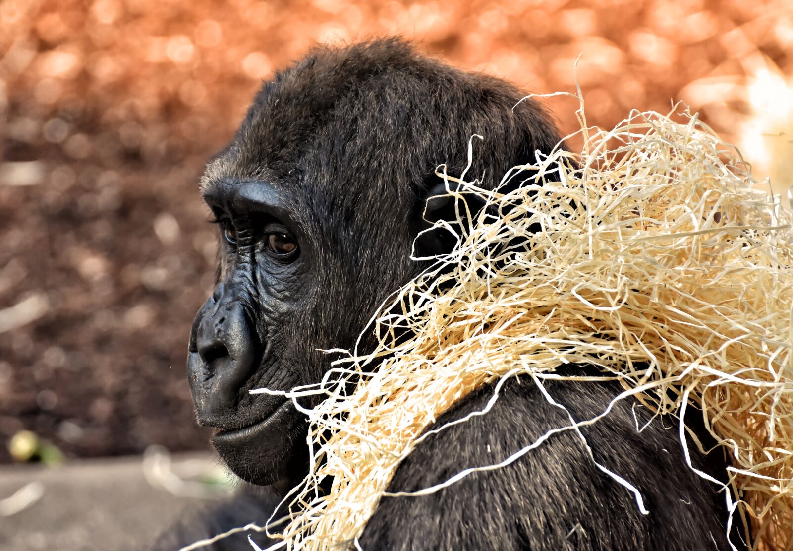 Nikon D7200 sample photo. Gorilla, monkey, animal photography