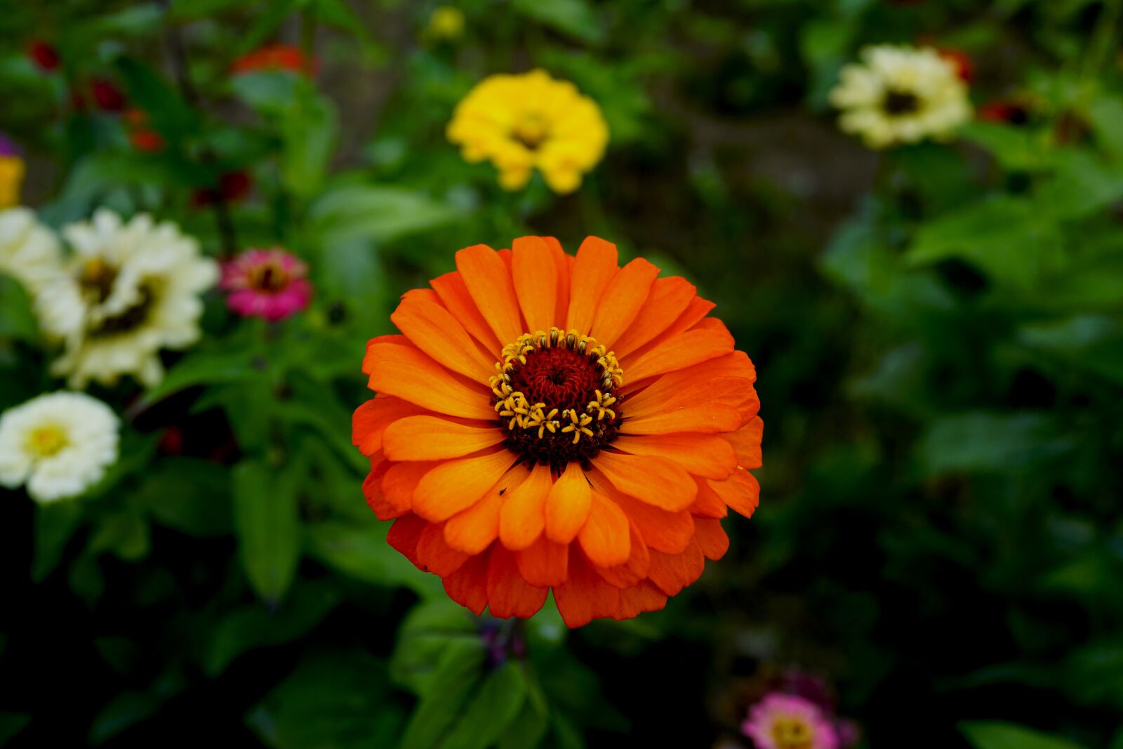 Sony Cyber-shot DSC-RX1R II sample photo. Flowers, affix, orange photography