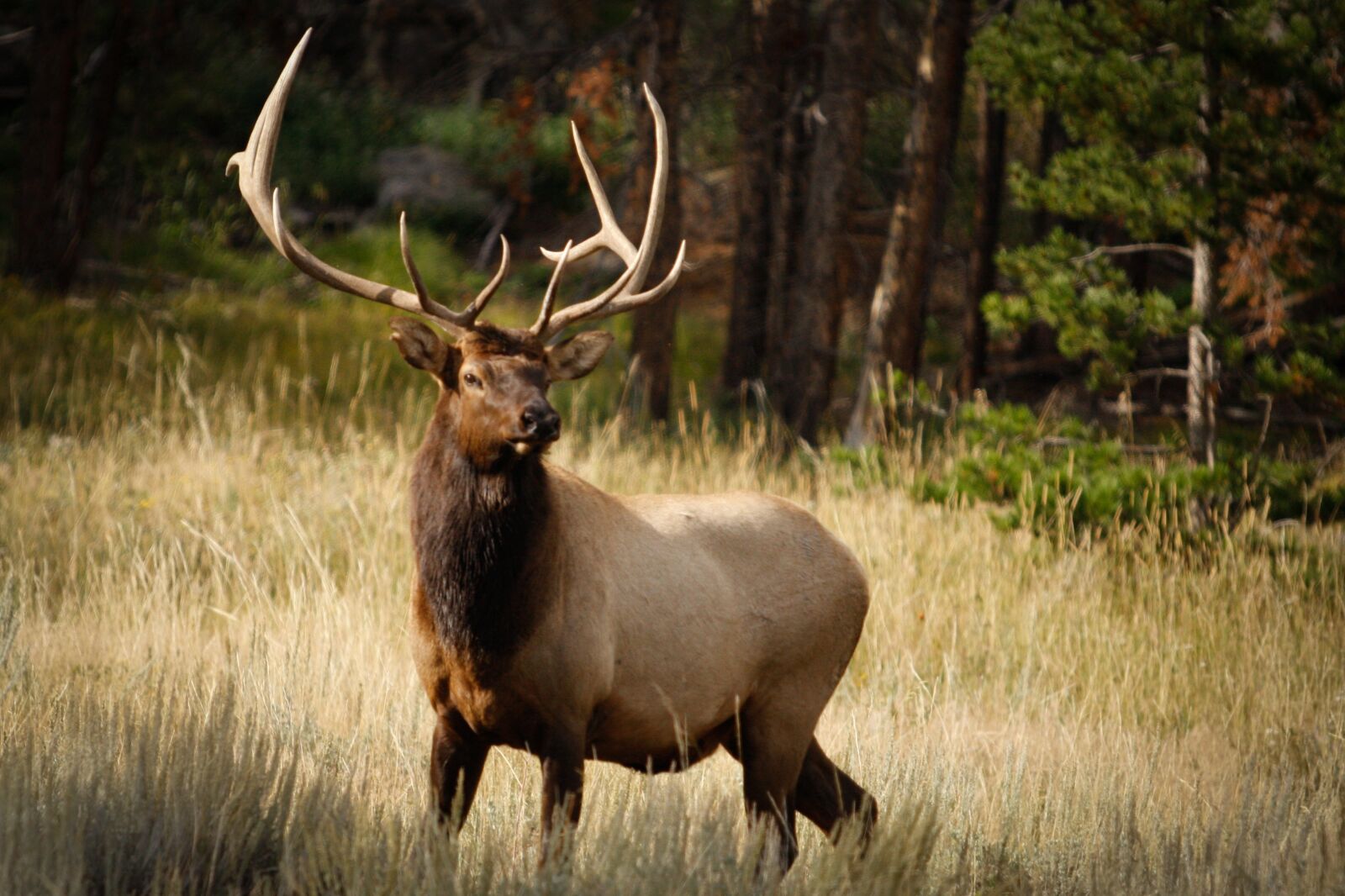 Canon EOS 40D + Canon EF 70-200mm F2.8L USM sample photo. Nature, elk, wildlife photography