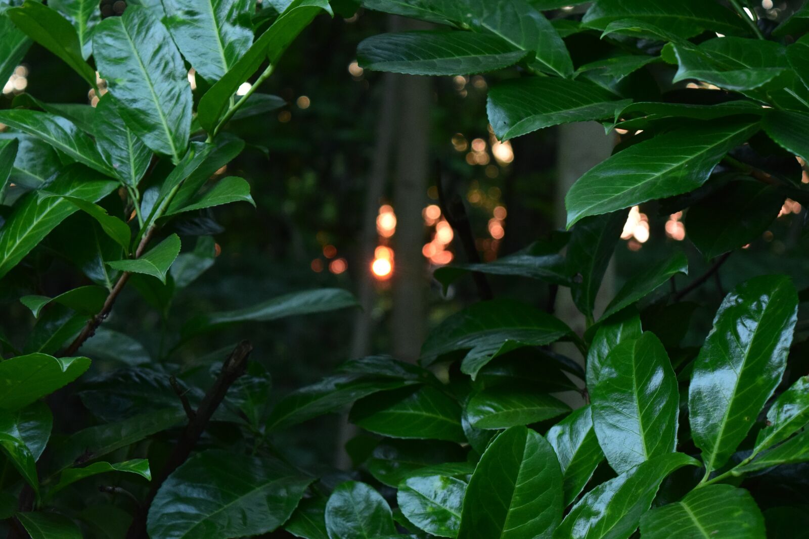 Nikon D5300 sample photo. Forest, leaves, green photography