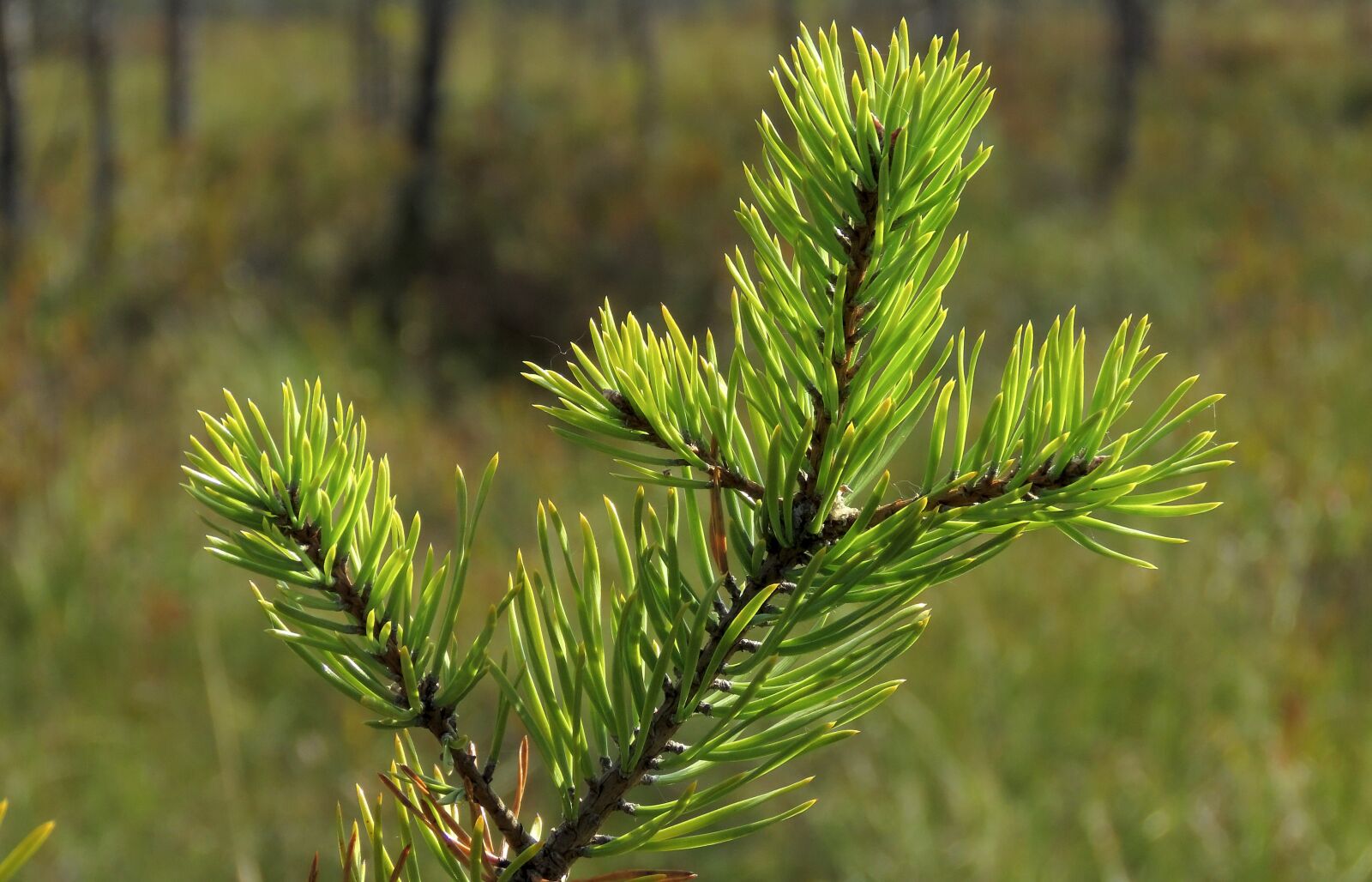 Canon PowerShot SX60 HS sample photo. Branch, pine, needles photography
