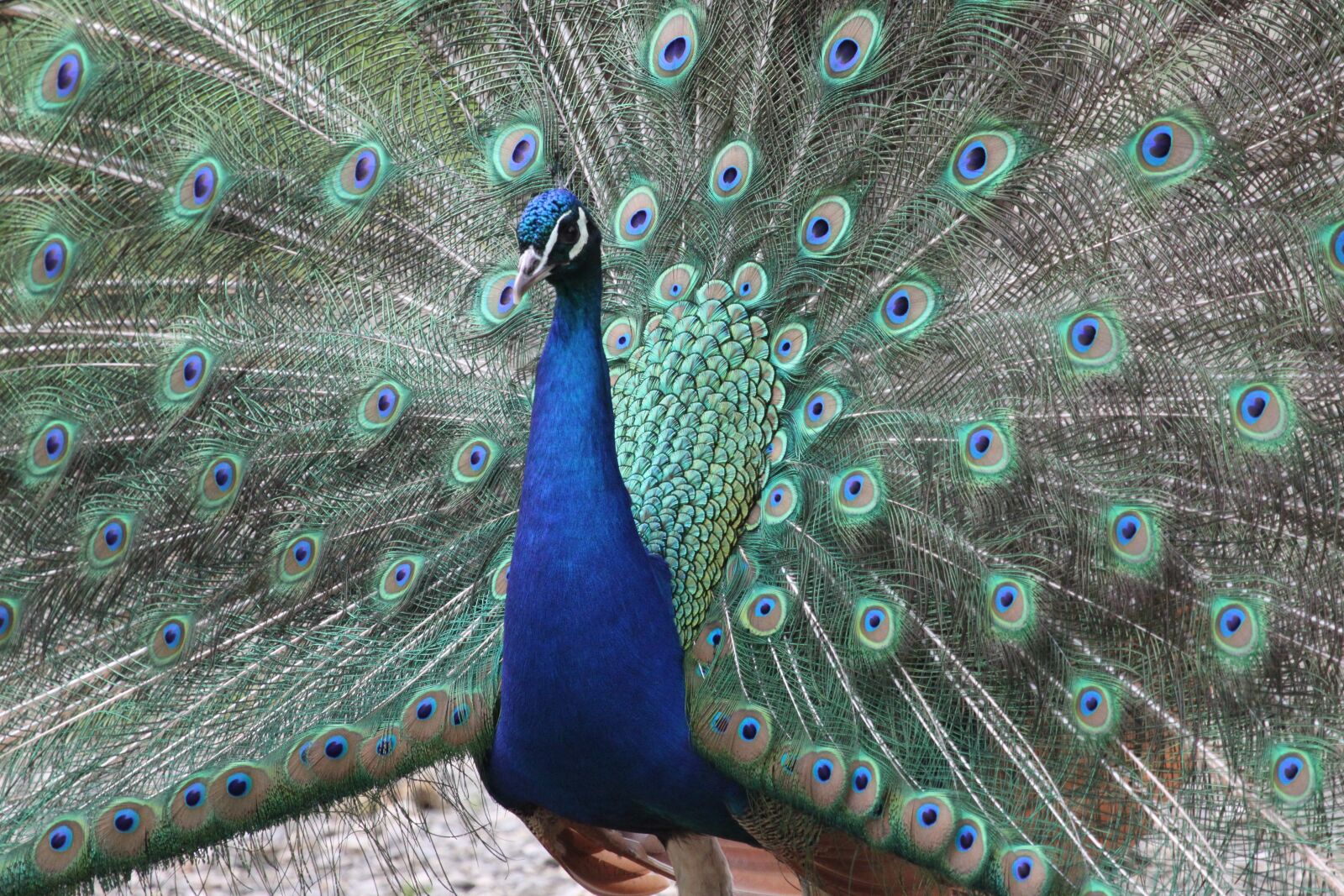 Canon EOS 500D (EOS Rebel T1i / EOS Kiss X3) sample photo. Peacock, blue, beautiful photography