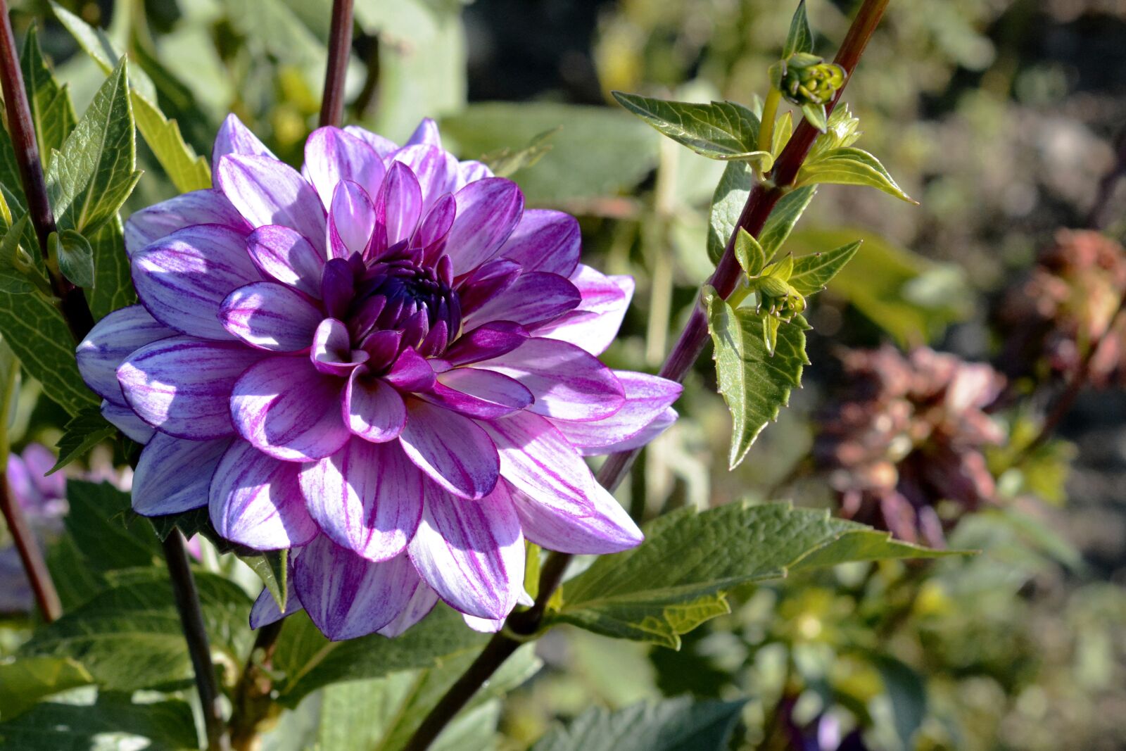 Nikon D7100 sample photo. Dahlia, flower, blossom photography