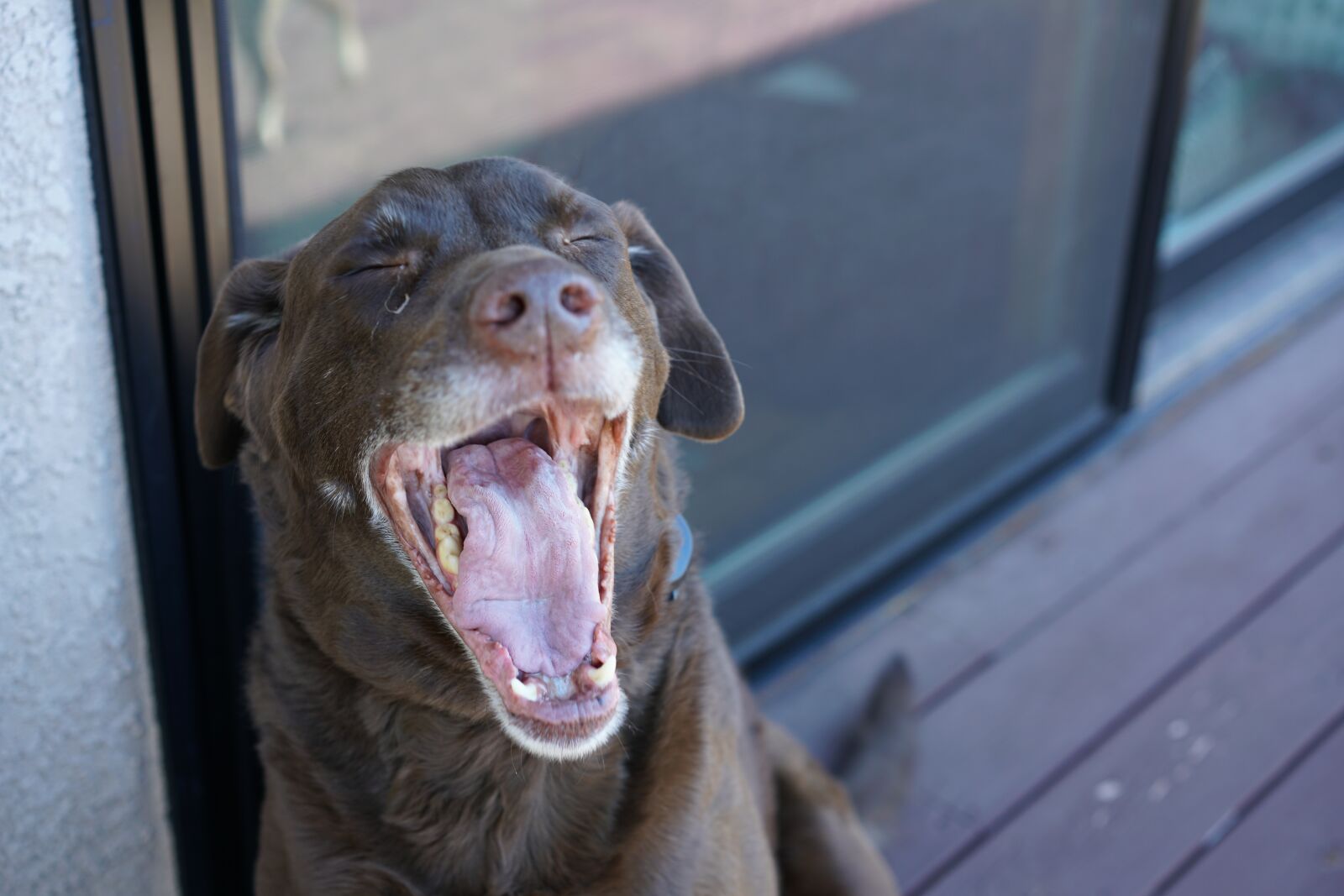 Sony a7R II + Sony Sonnar T* FE 55mm F1.8 ZA sample photo. Dog, yawn, pet photography