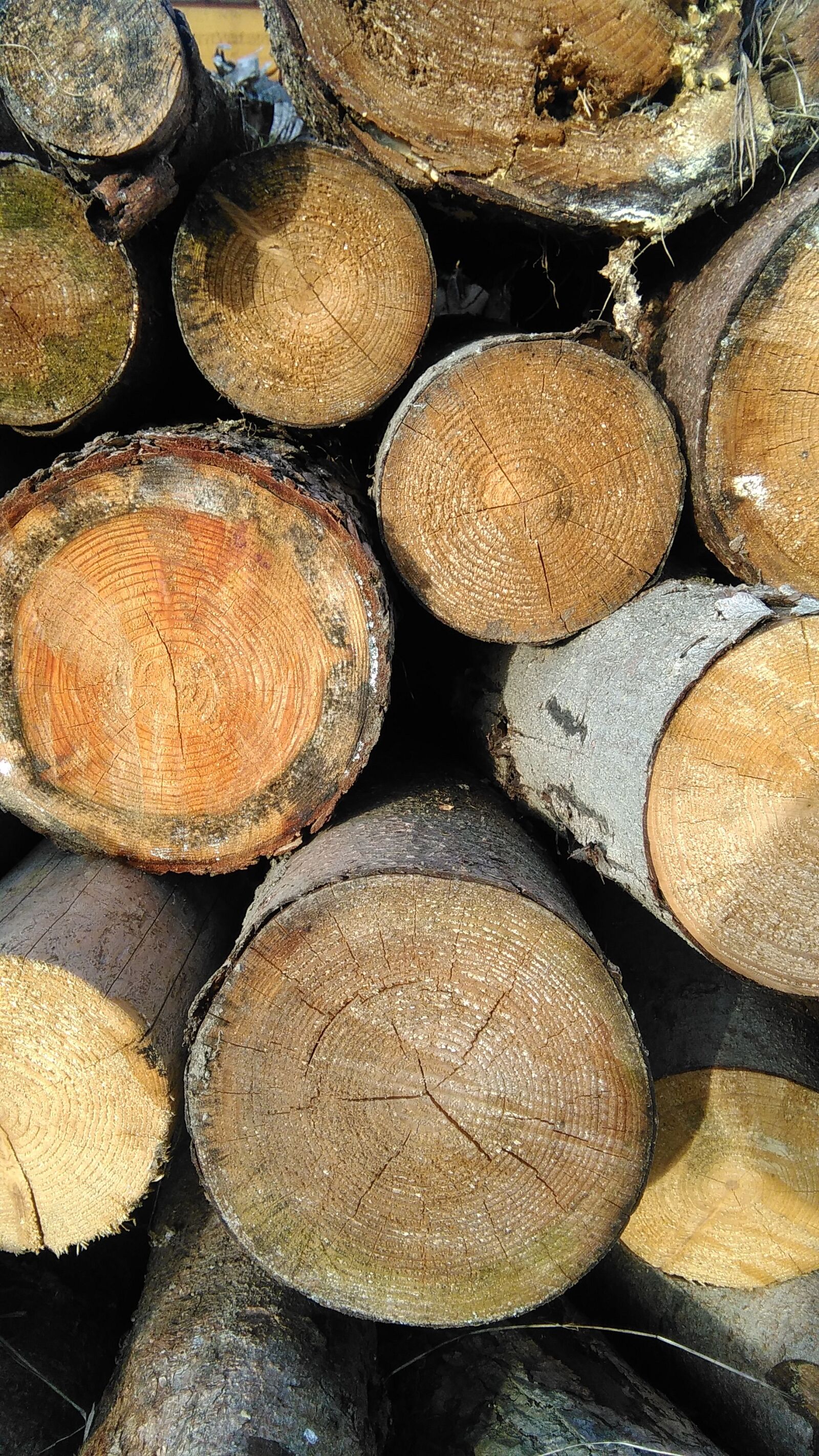 HUAWEI G620S-L01 sample photo. Wood, stack, firewood photography