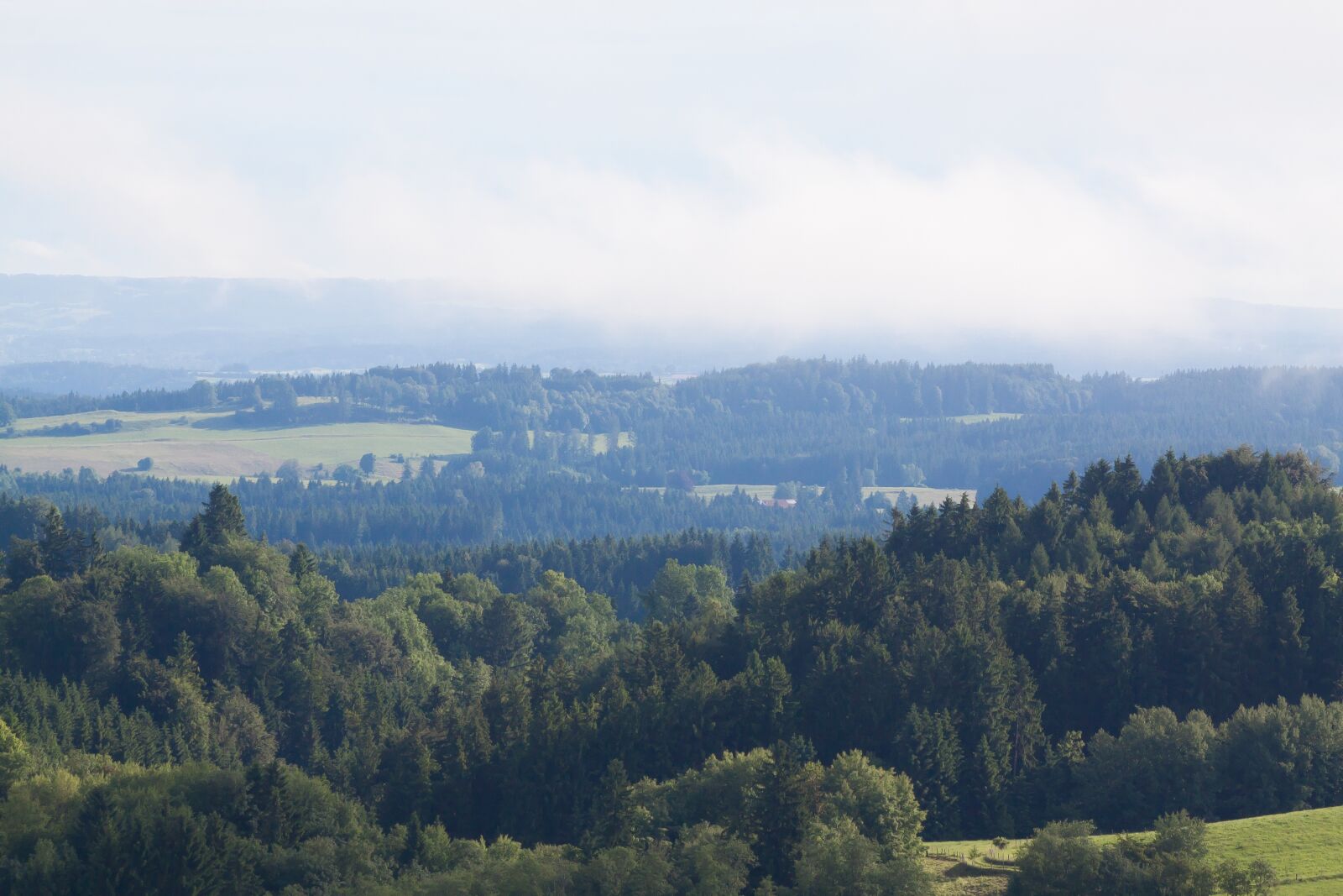 Canon EOS 50D sample photo. Landscape, forest, fog photography
