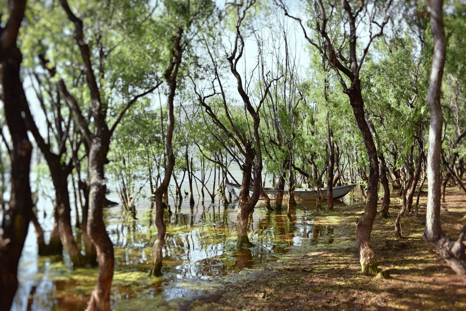 Nikon D3300 sample photo. Wetland, china, forest photography