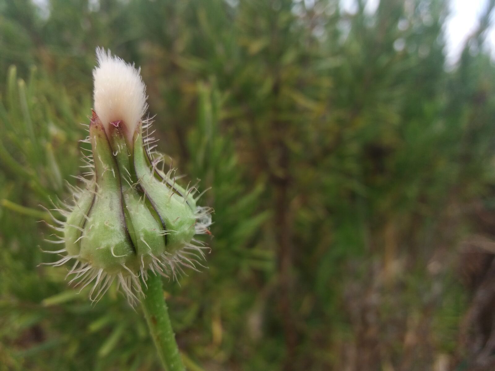 Samsung Galaxy J5 sample photo. Dandelion, button, flower photography