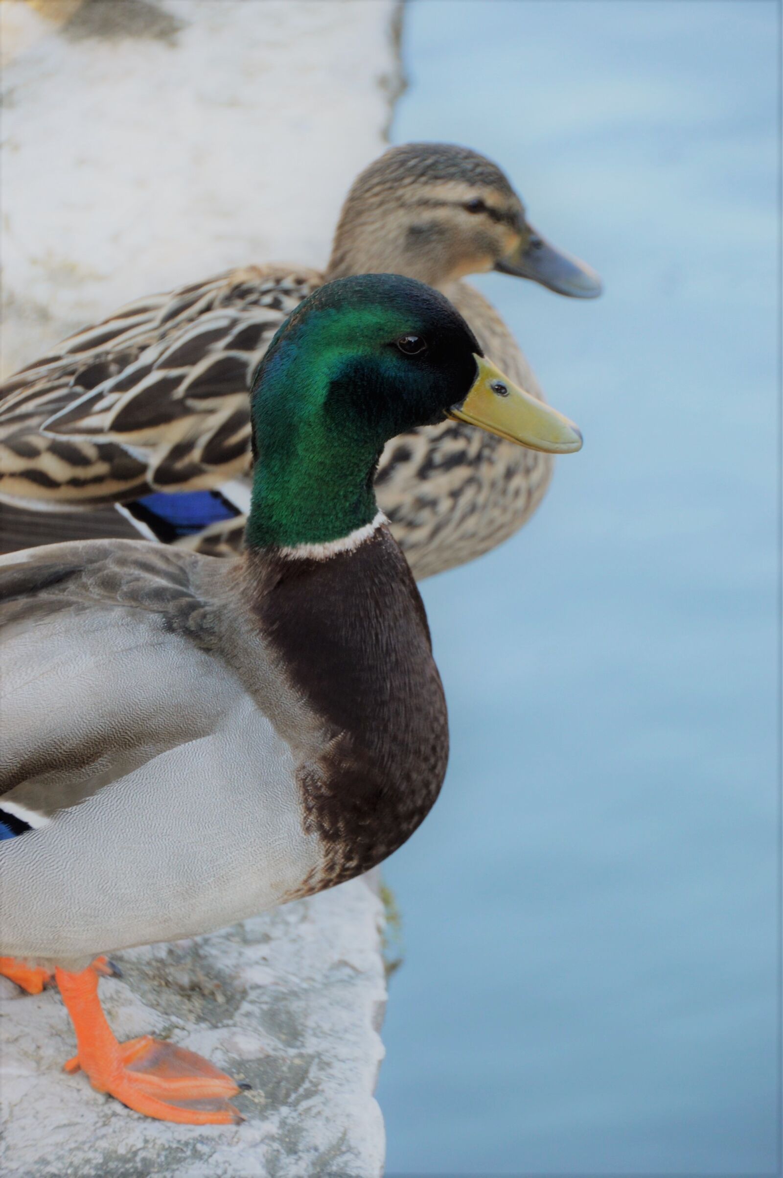 Nikon D3200 sample photo. Duck, plumage, bird photography