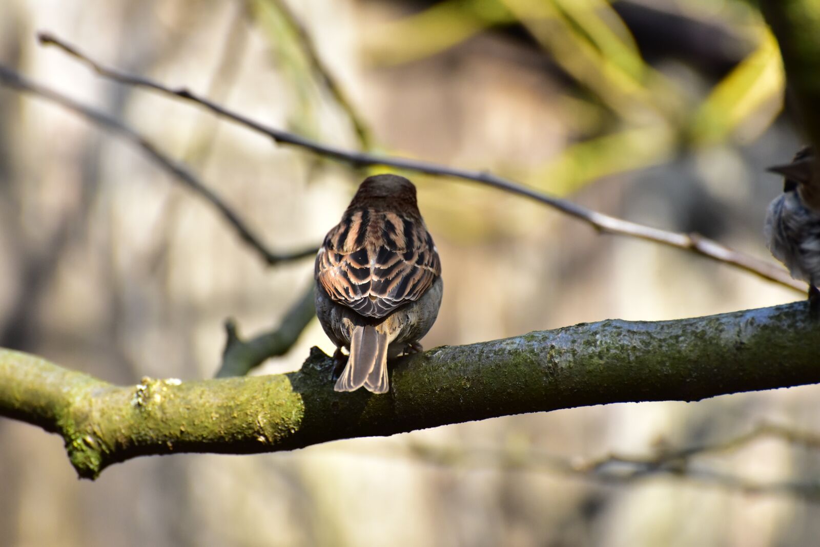 Nikon D750 sample photo. House sparrow, sparrow, bird photography
