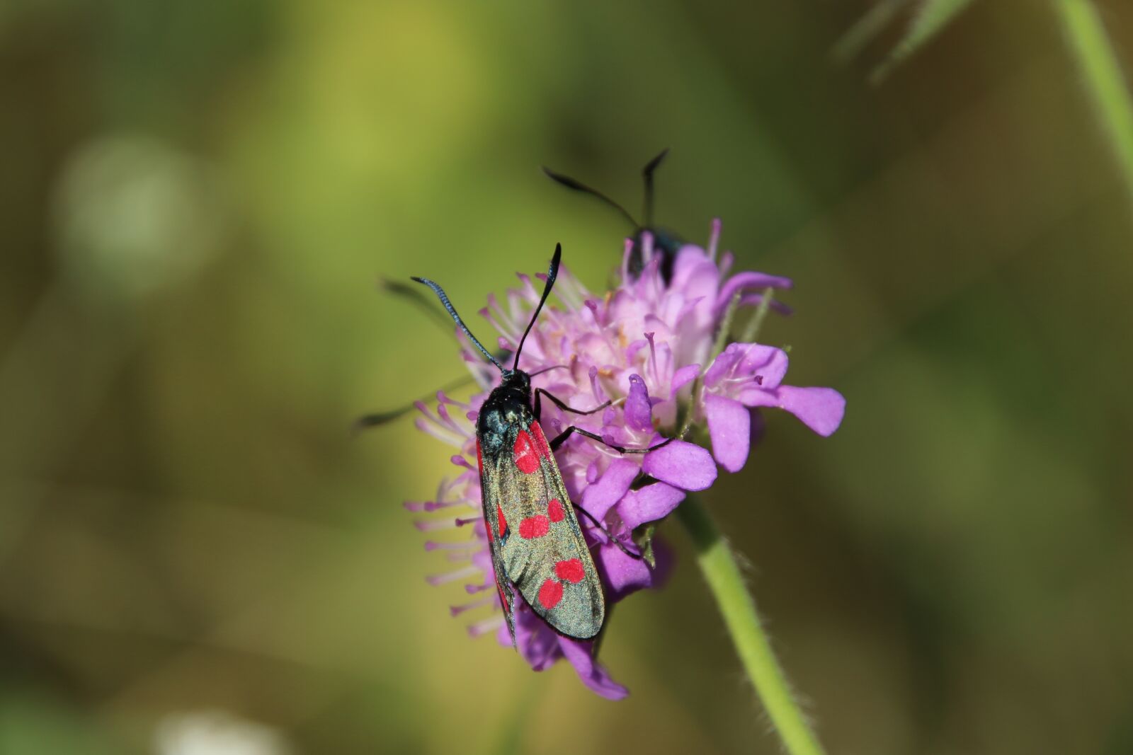 Canon EOS 800D (EOS Rebel T7i / EOS Kiss X9i) sample photo. Insects, colorful, flowers photography