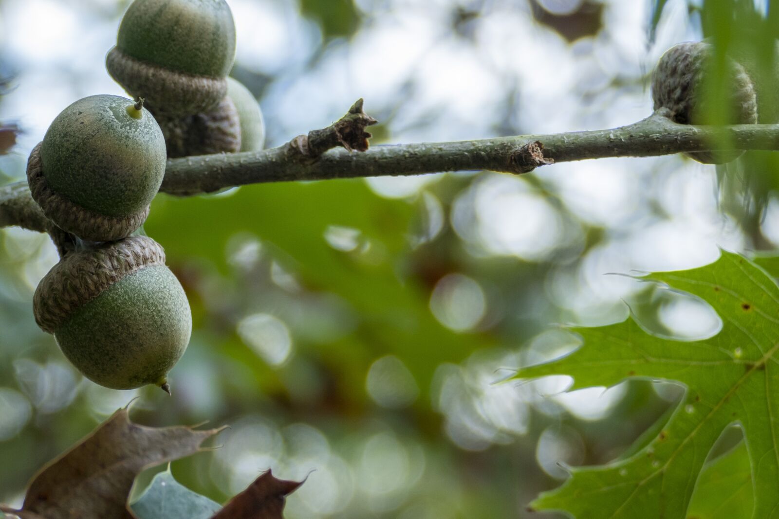 Panasonic Lumix DMC-FZ1000 sample photo. Acorns, tree, branch photography